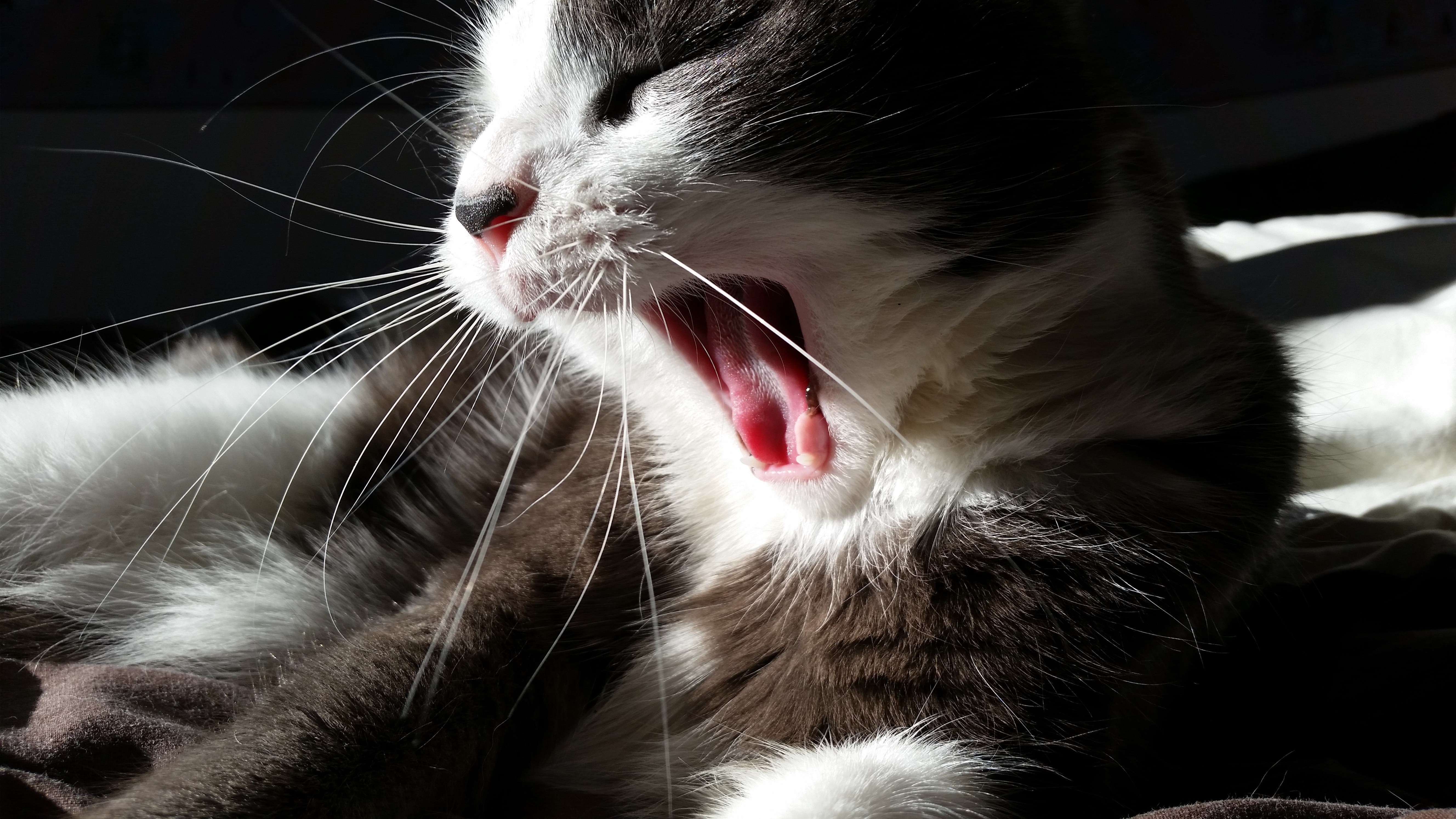 Close up of a gray and white cat yawning HD Wallpaper