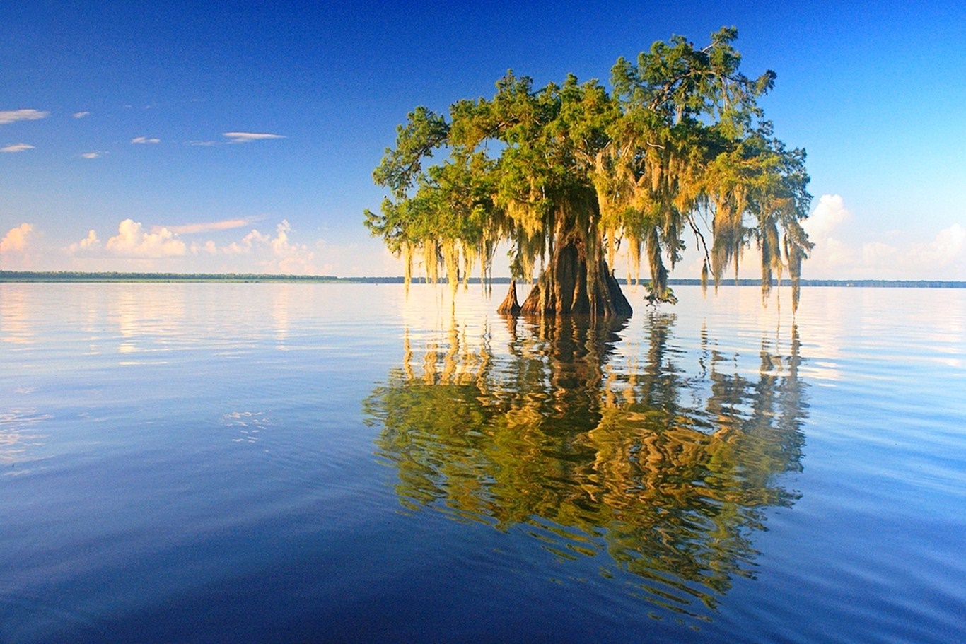 Cypress tree in a lake with Spanish moss HD Wallpaper