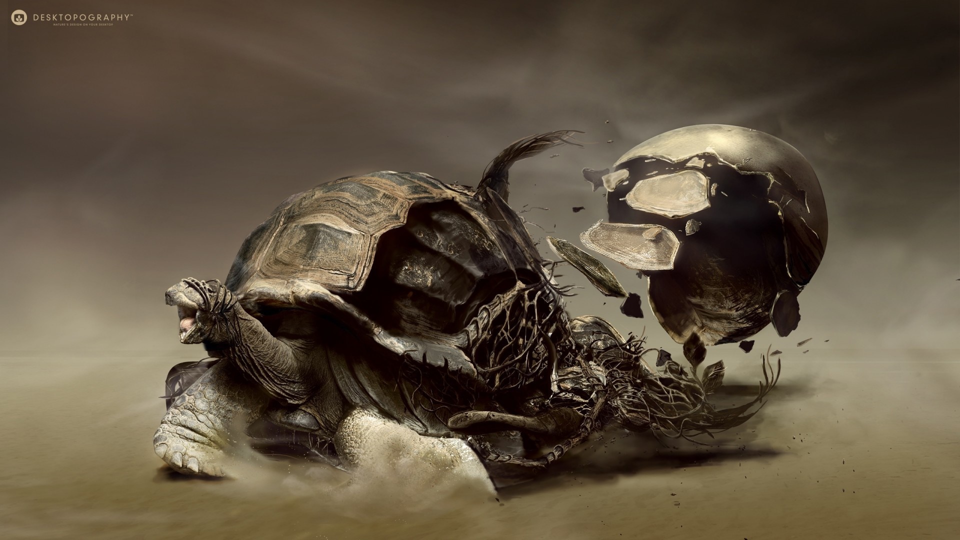Tortoise breaking out of its shell HD Wallpaper