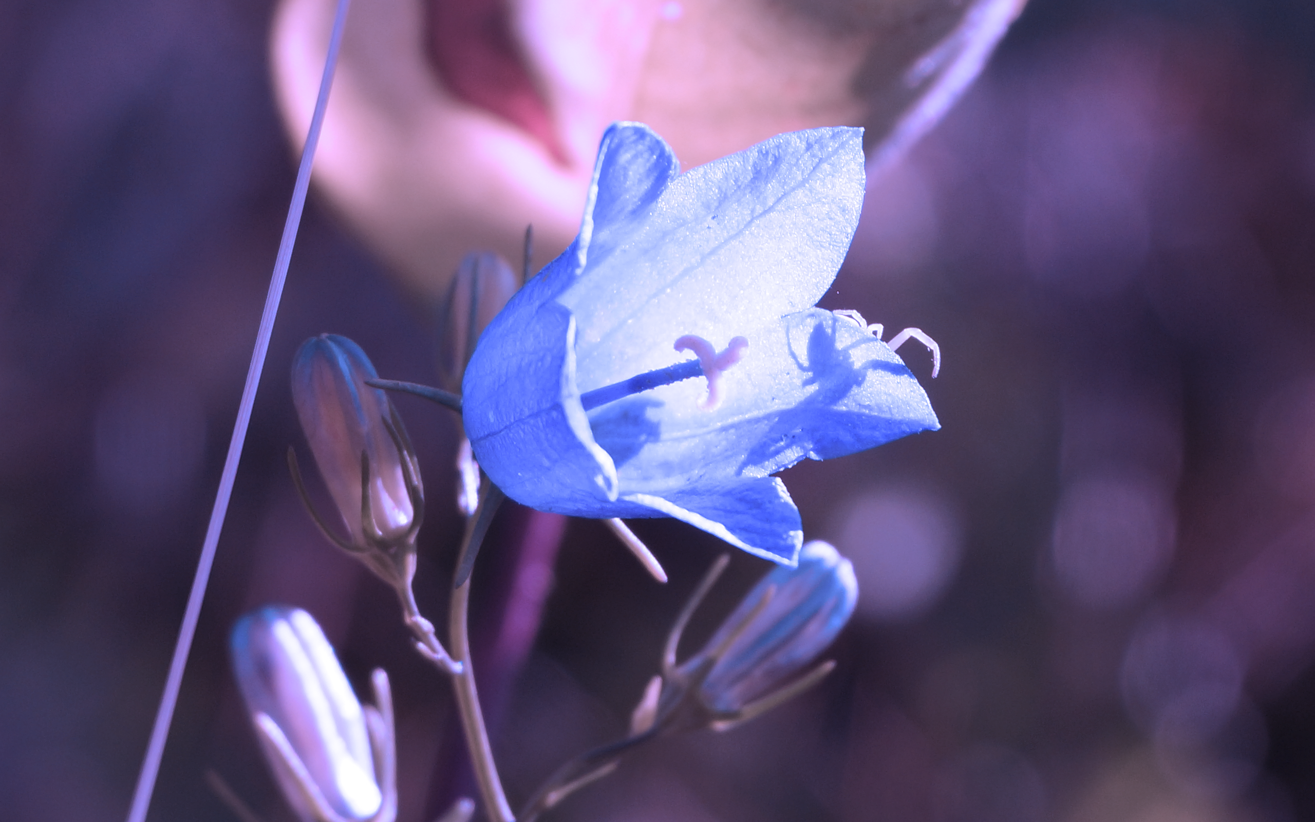 Blue bellflower with buds in sunlight HD Wallpaper