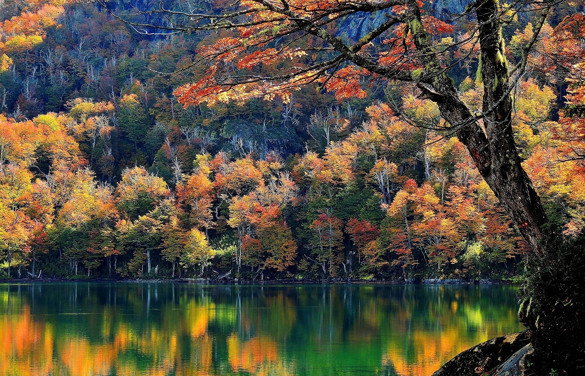 Autumn forest reflected in a lake HD Wallpaper