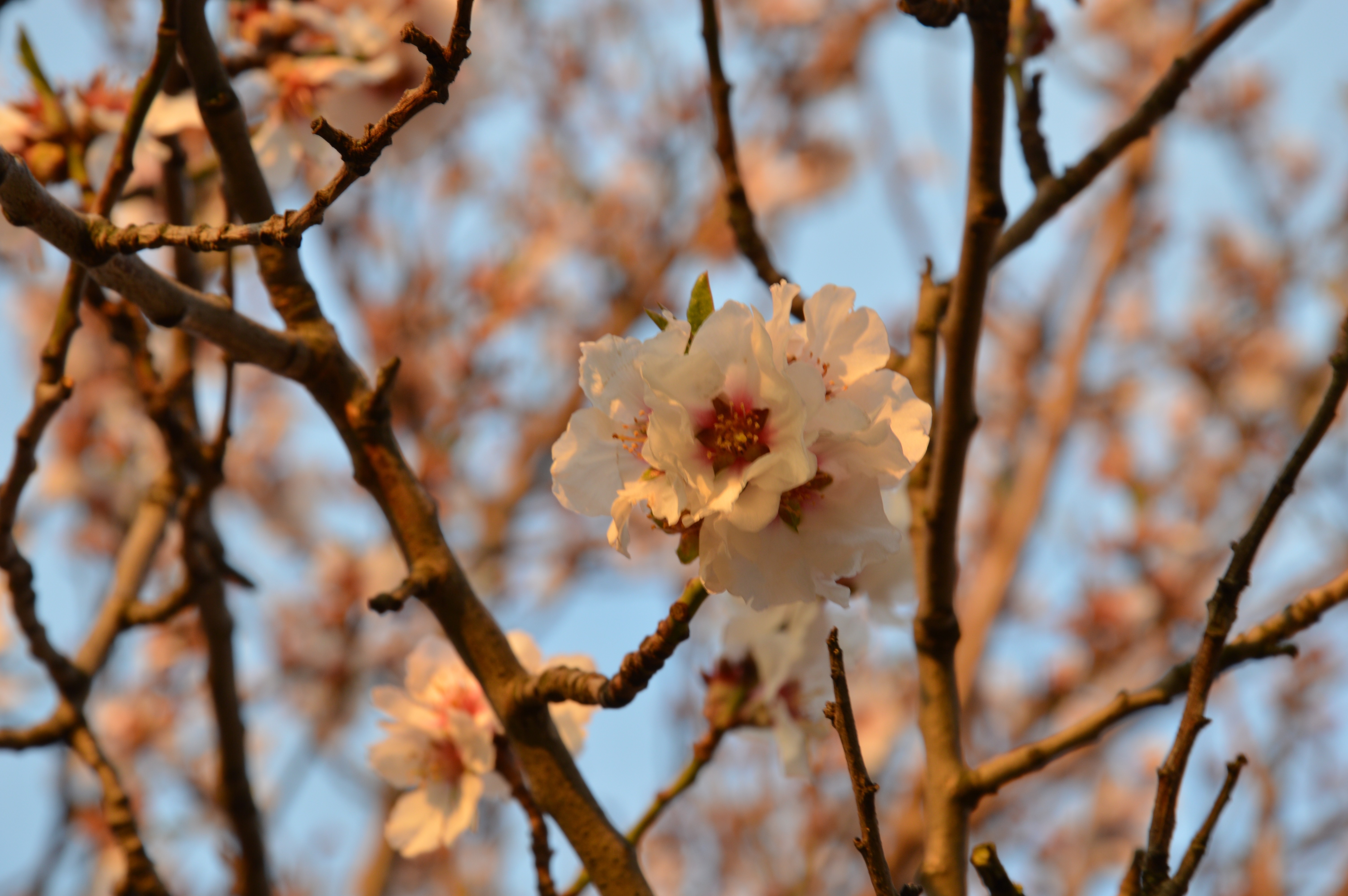 Close up of almond blossoms on a tree branch HD Wallpaper