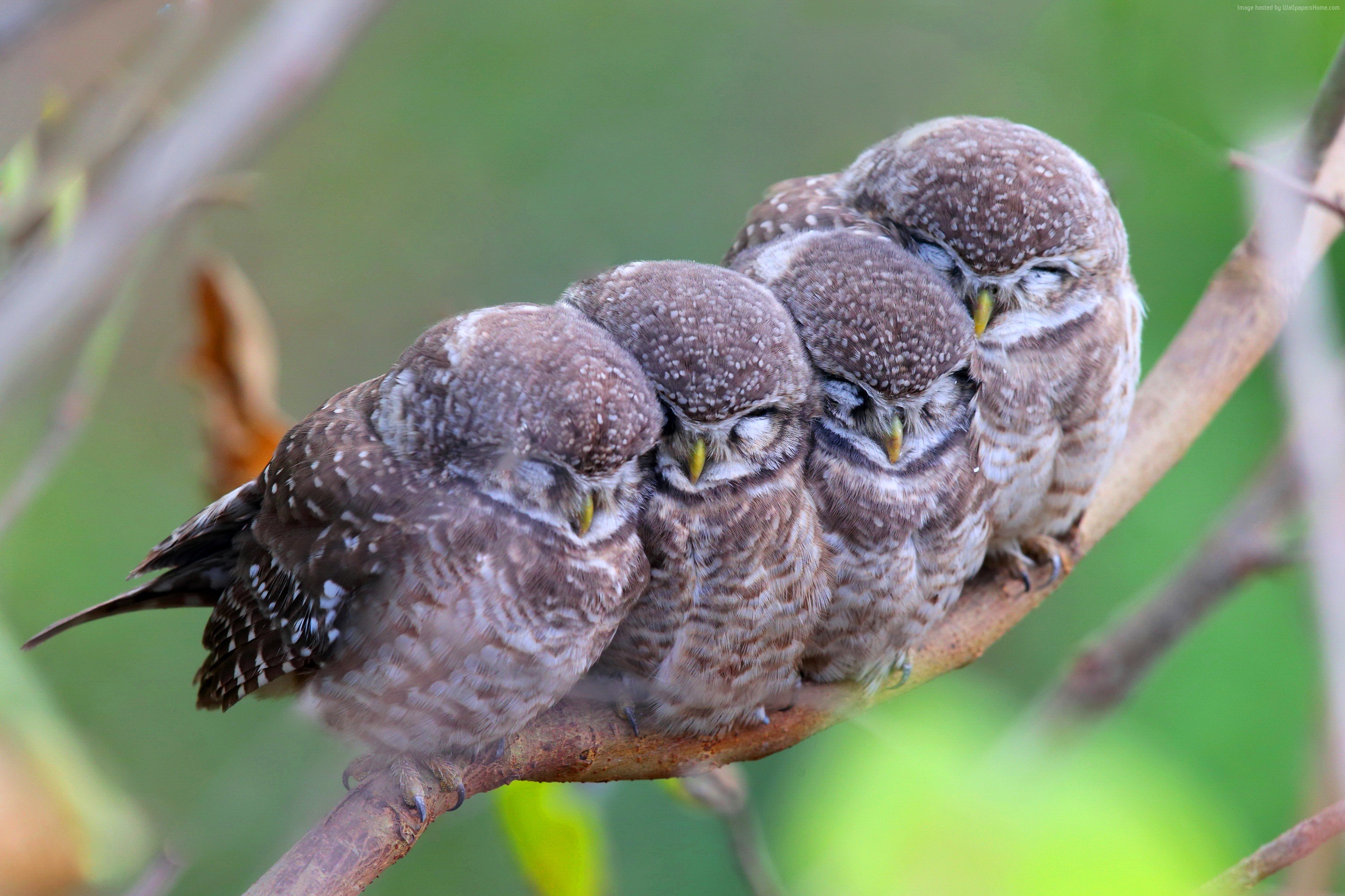 Four spotted owlets sleeping on a branch HD Wallpaper