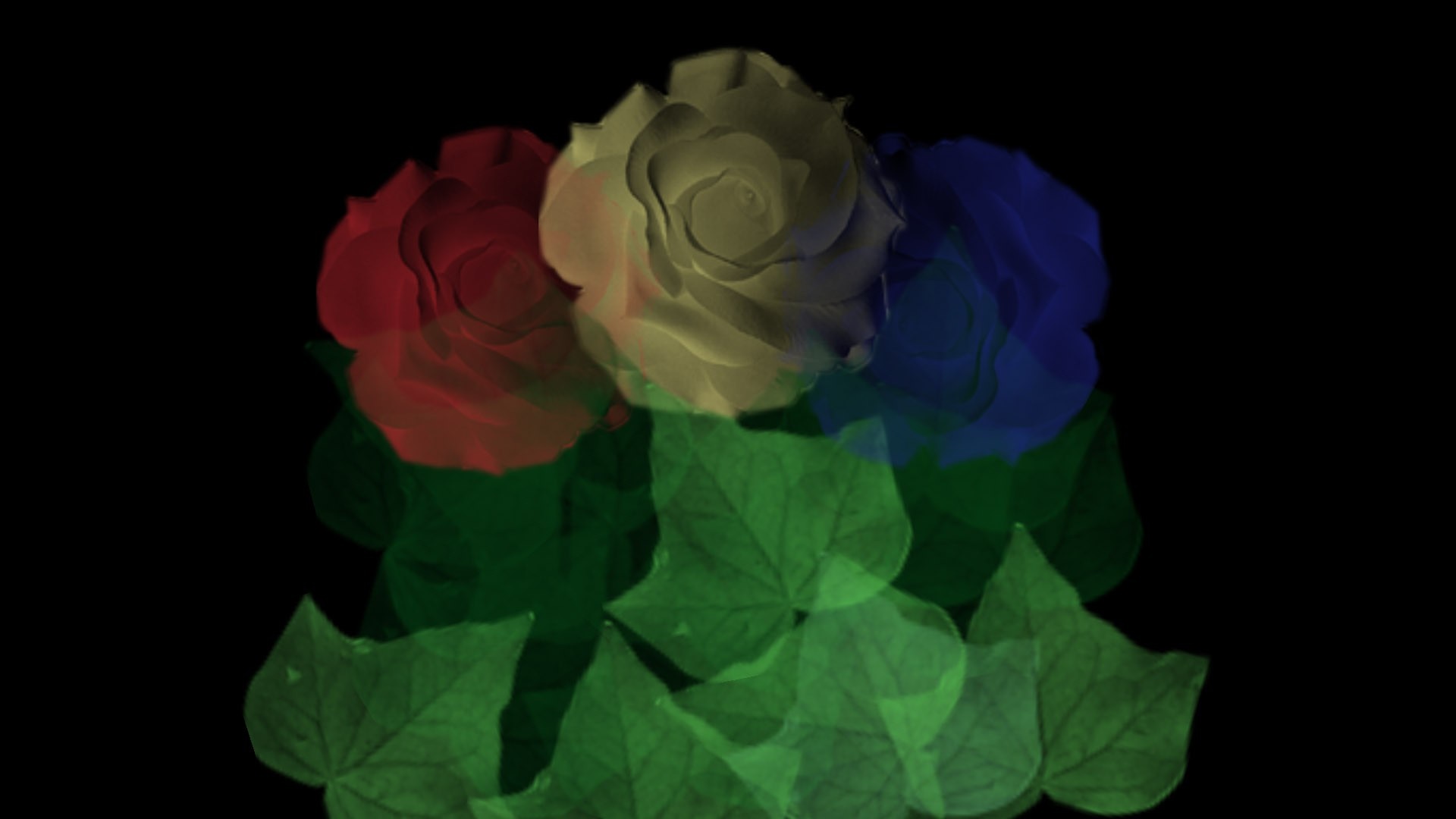 Red, yellow, and blue roses with green leaves on black background HD Wallpaper