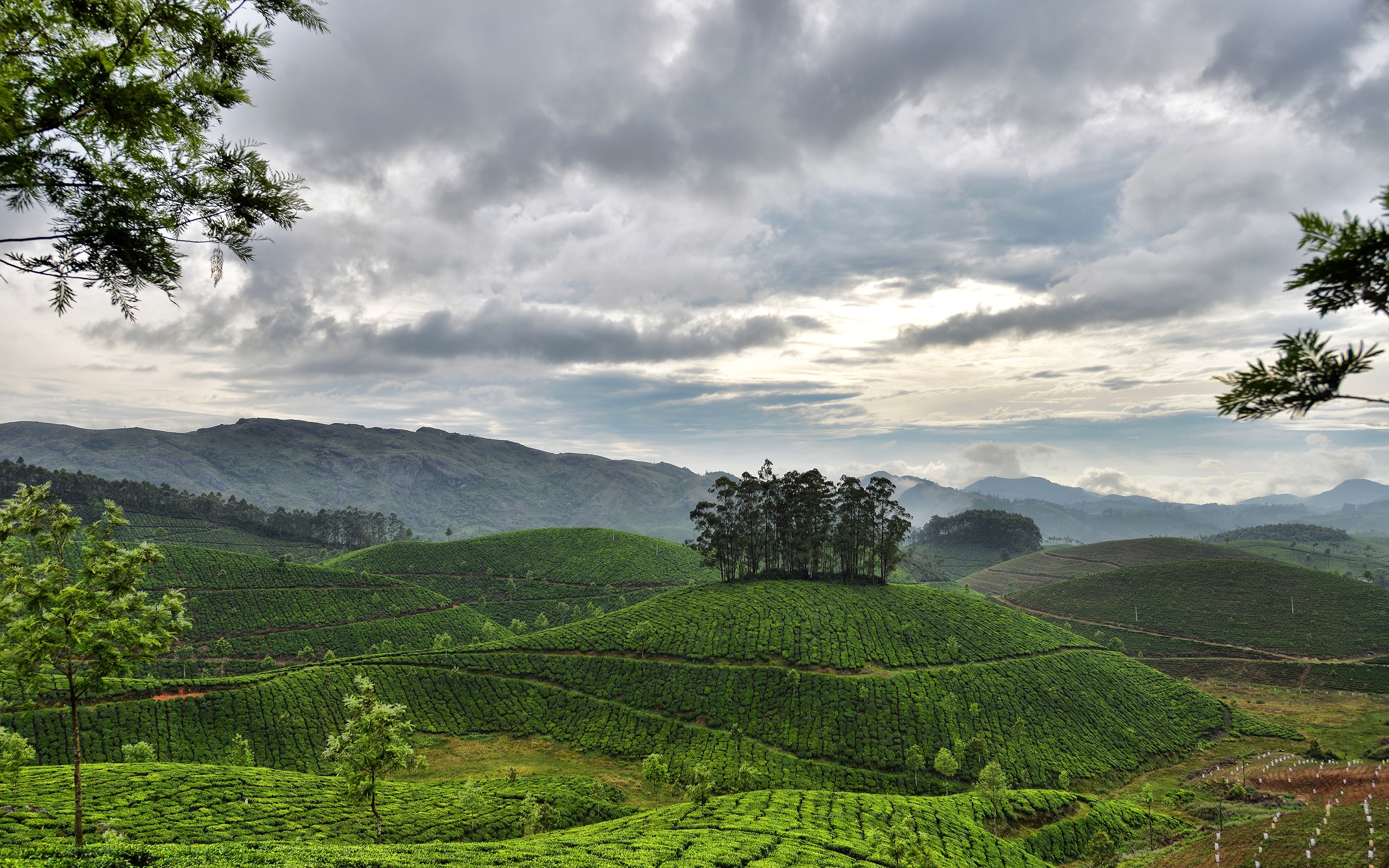 Rolling green hills of a tea plantation under cloudy skies HD Wallpaper