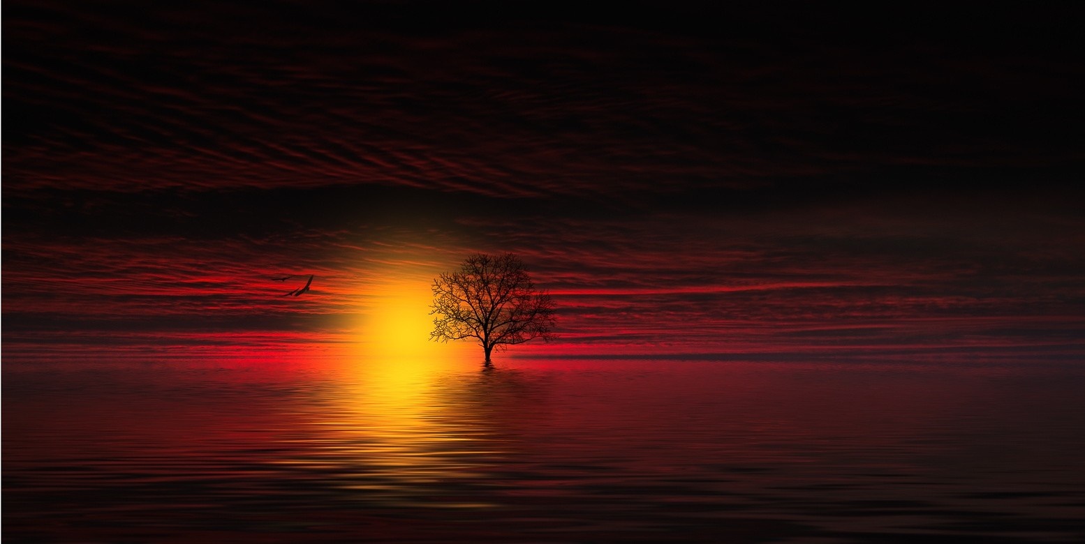 Lone tree in the sea during sunset with bird HD Wallpaper