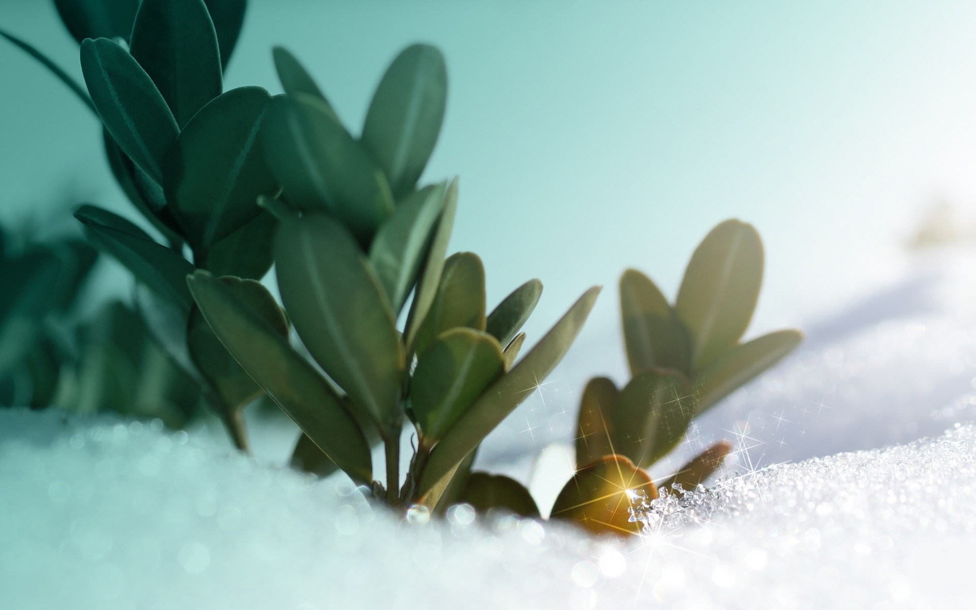 Green plant emerging from snow with sparkling light HD Wallpaper