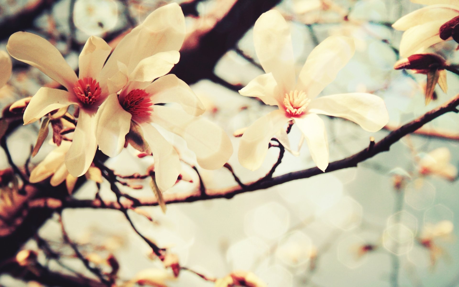 Close up of pale yellow magnolia flowers on a branch HD Wallpaper