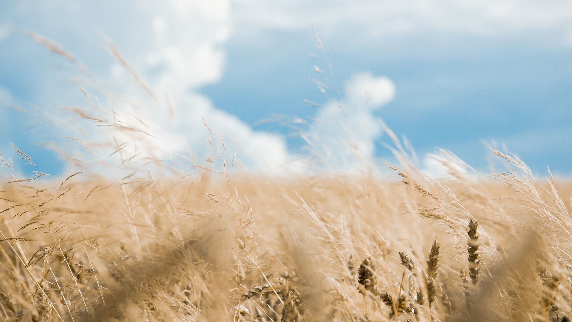 Wheat field under a blue sky with clouds HD Wallpaper