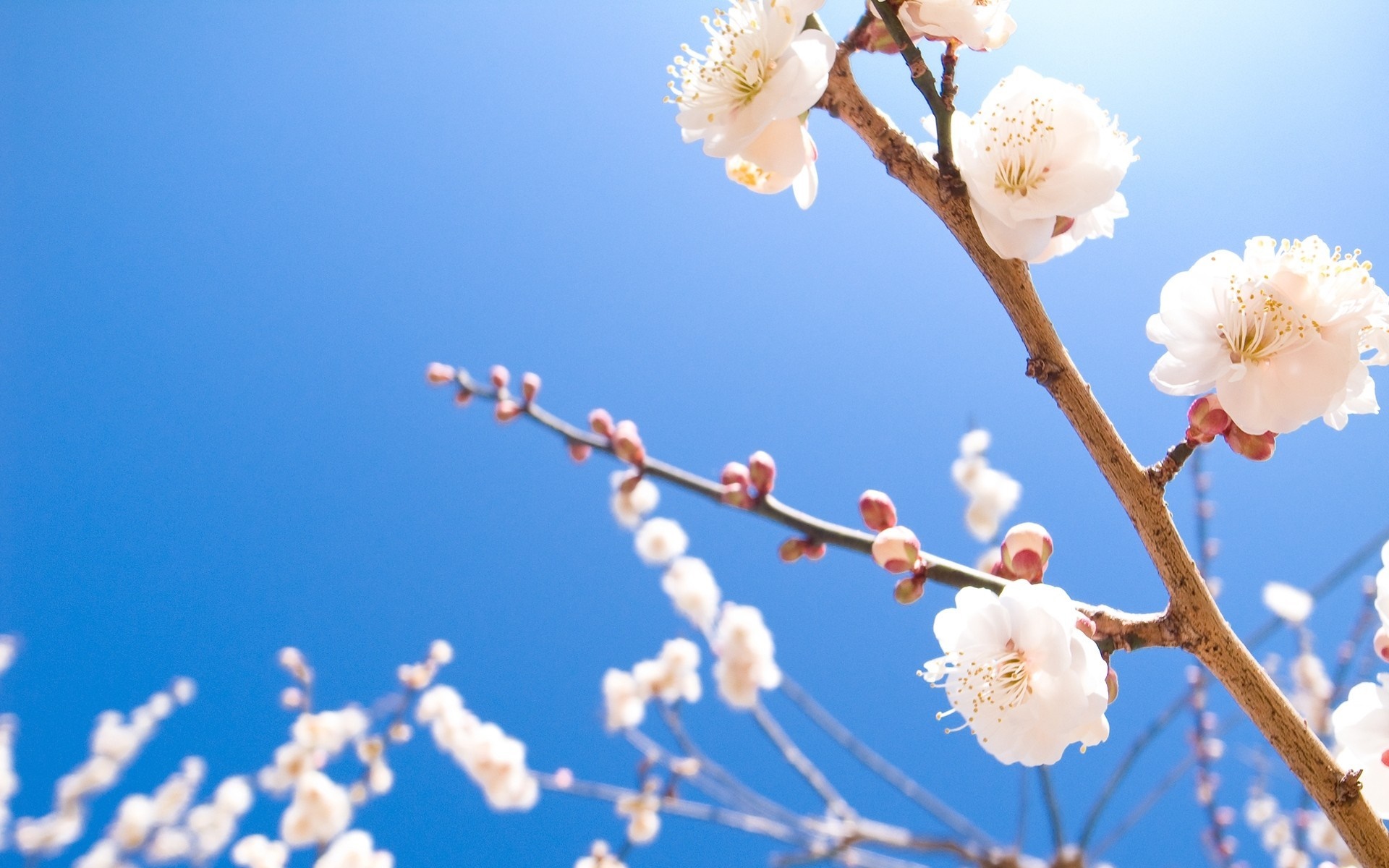 White plum blossoms on a branch against a blue sky HD Wallpaper