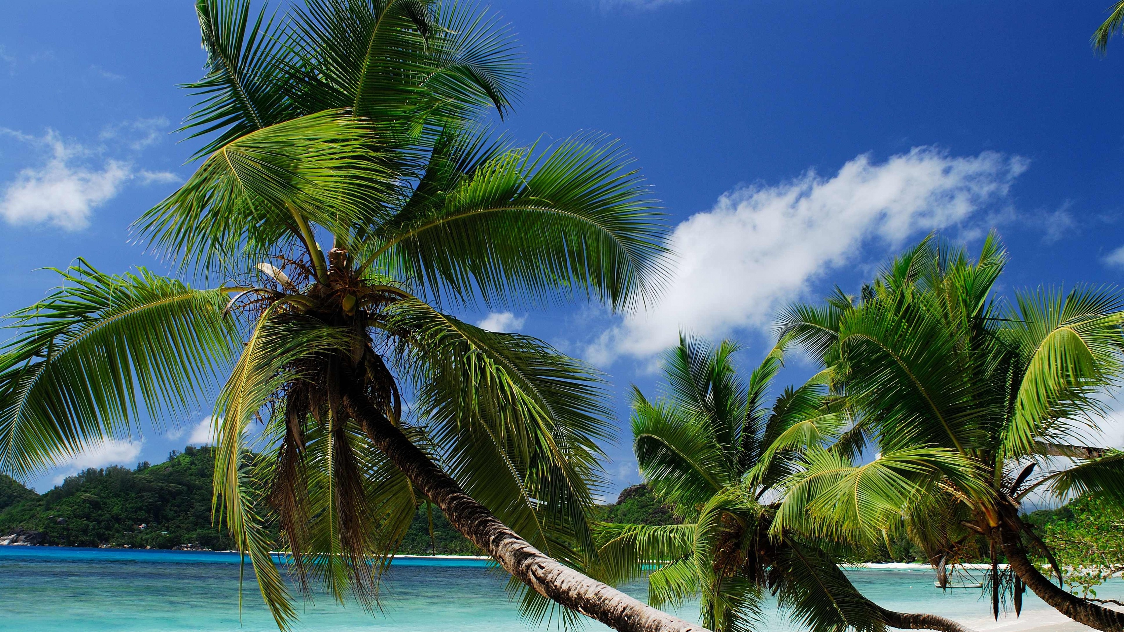 Palm trees on a tropical beach with turquoise water HD Wallpaper