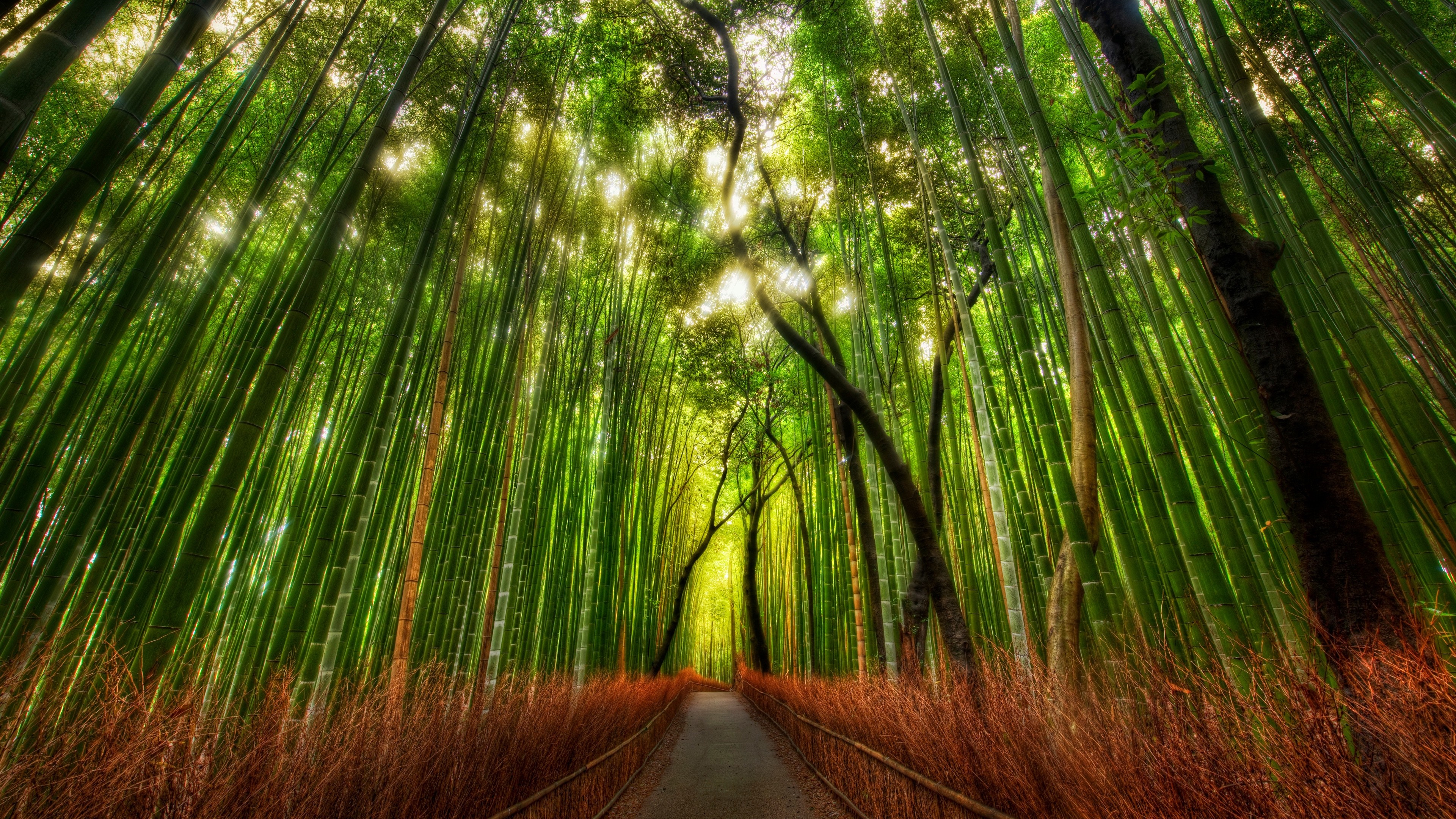 A path through a dense bamboo forest with sunlight filtering through. HD Wallpaper