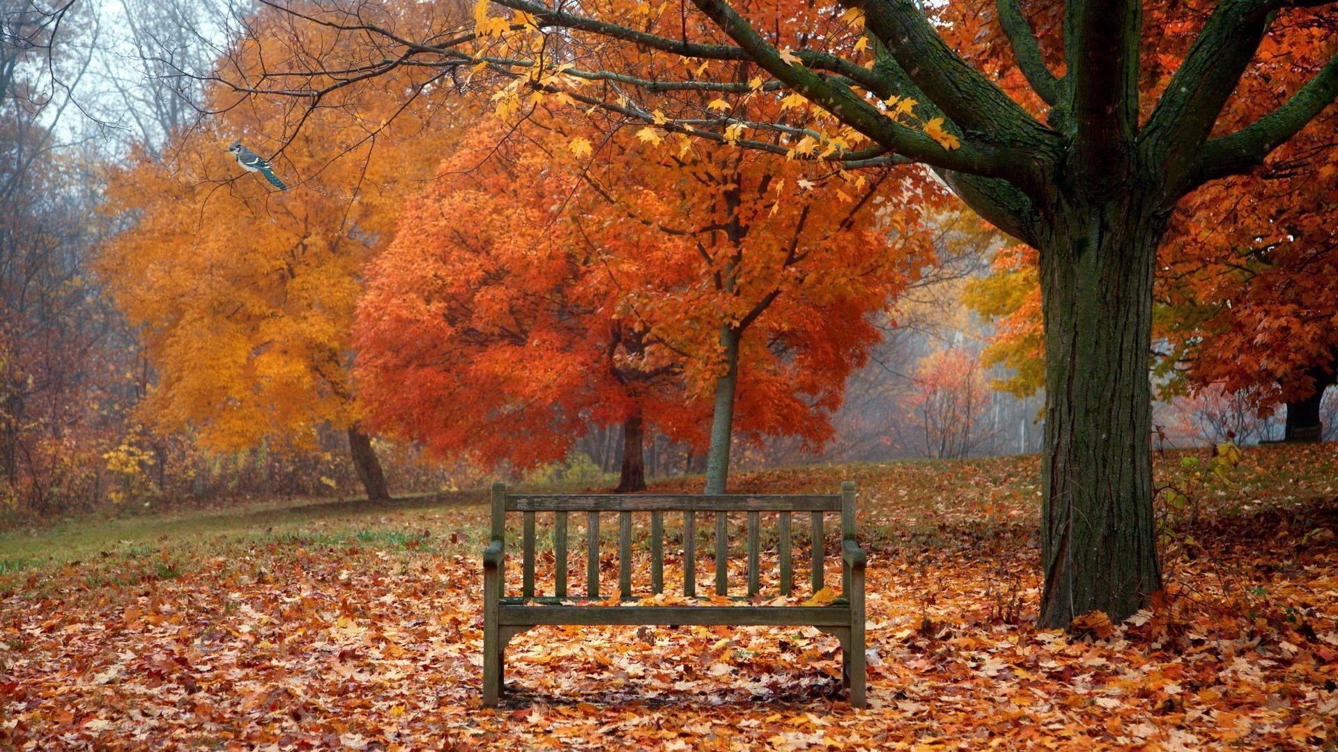 Park bench in autumn with colorful trees and fallen leaves HD Wallpaper