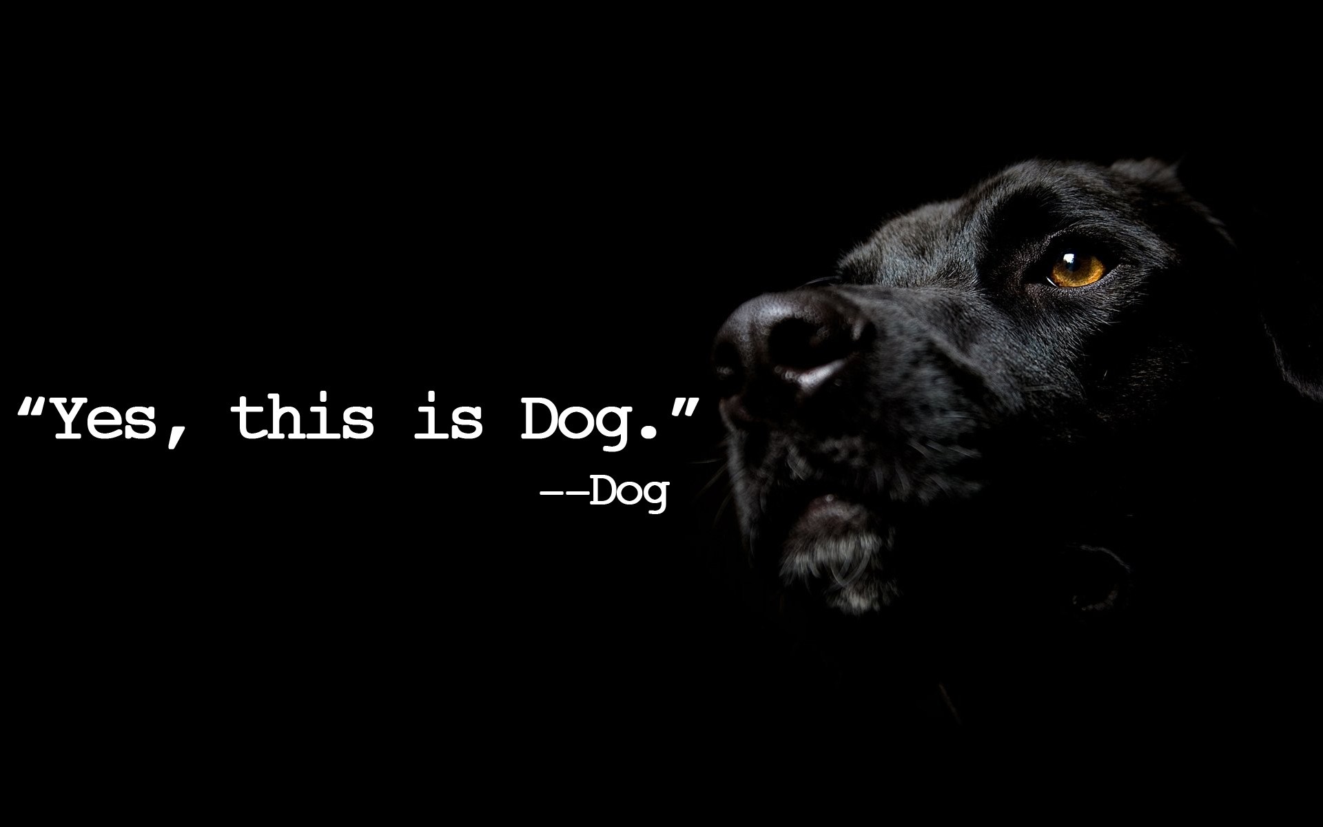 Black dog with quote on black background HD Wallpaper