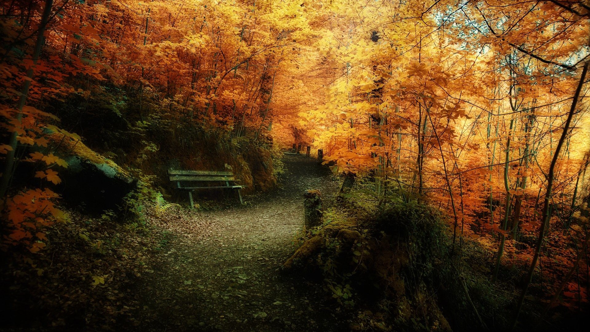 Autumn forest path with a wooden bench HD Wallpaper