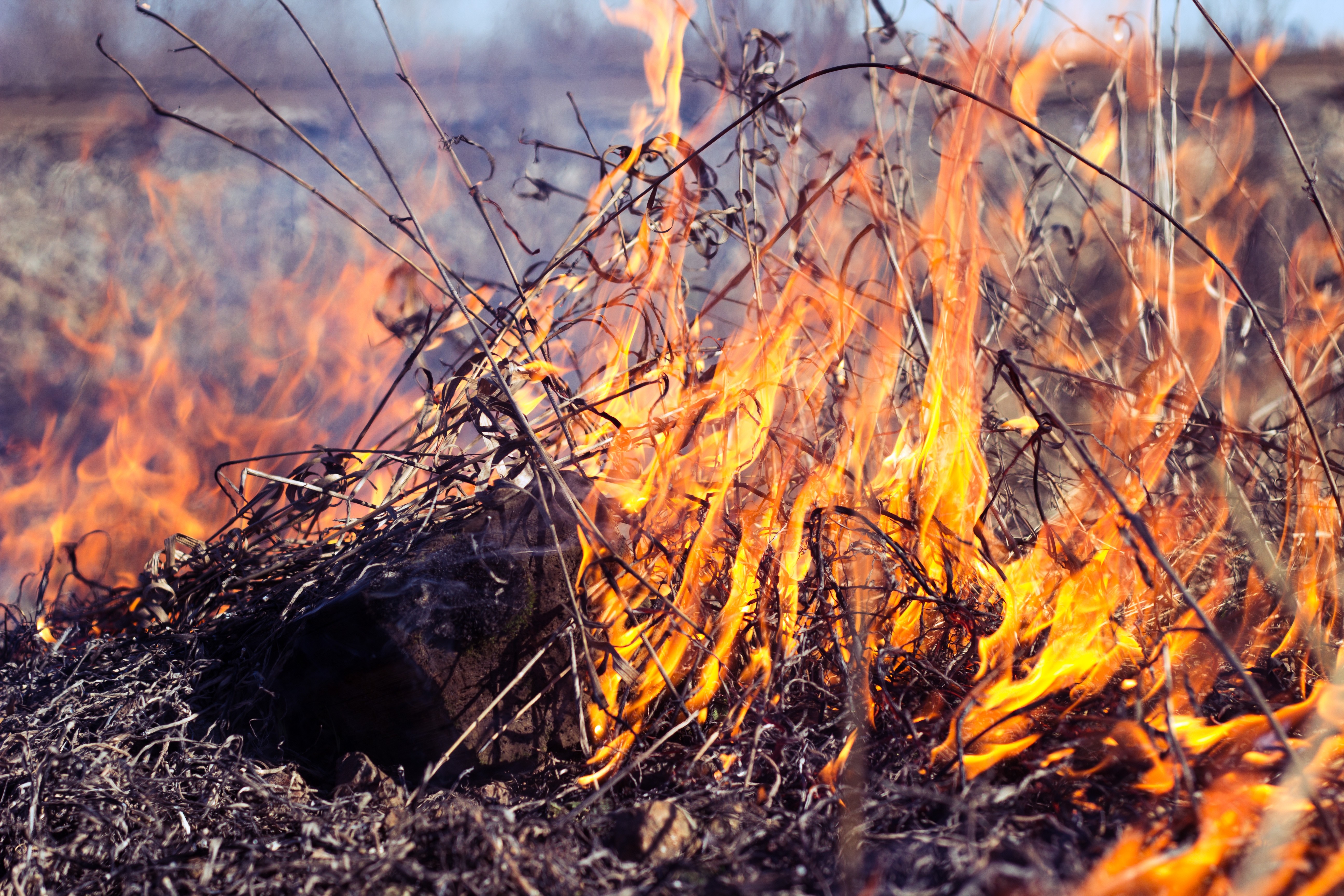 Wildfire burning dry grass and branches HD Wallpaper