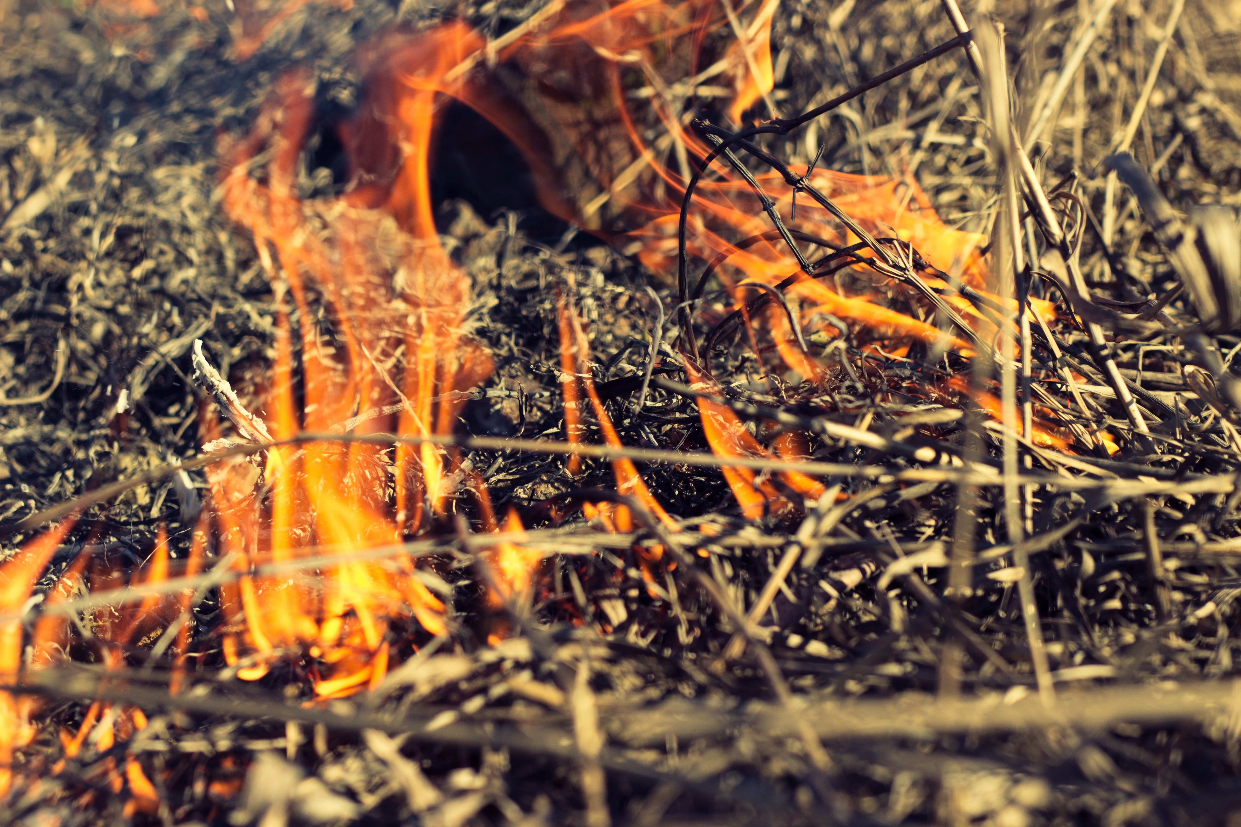 Close-up of dry grass and branches burning with orange flames HD Wallpaper