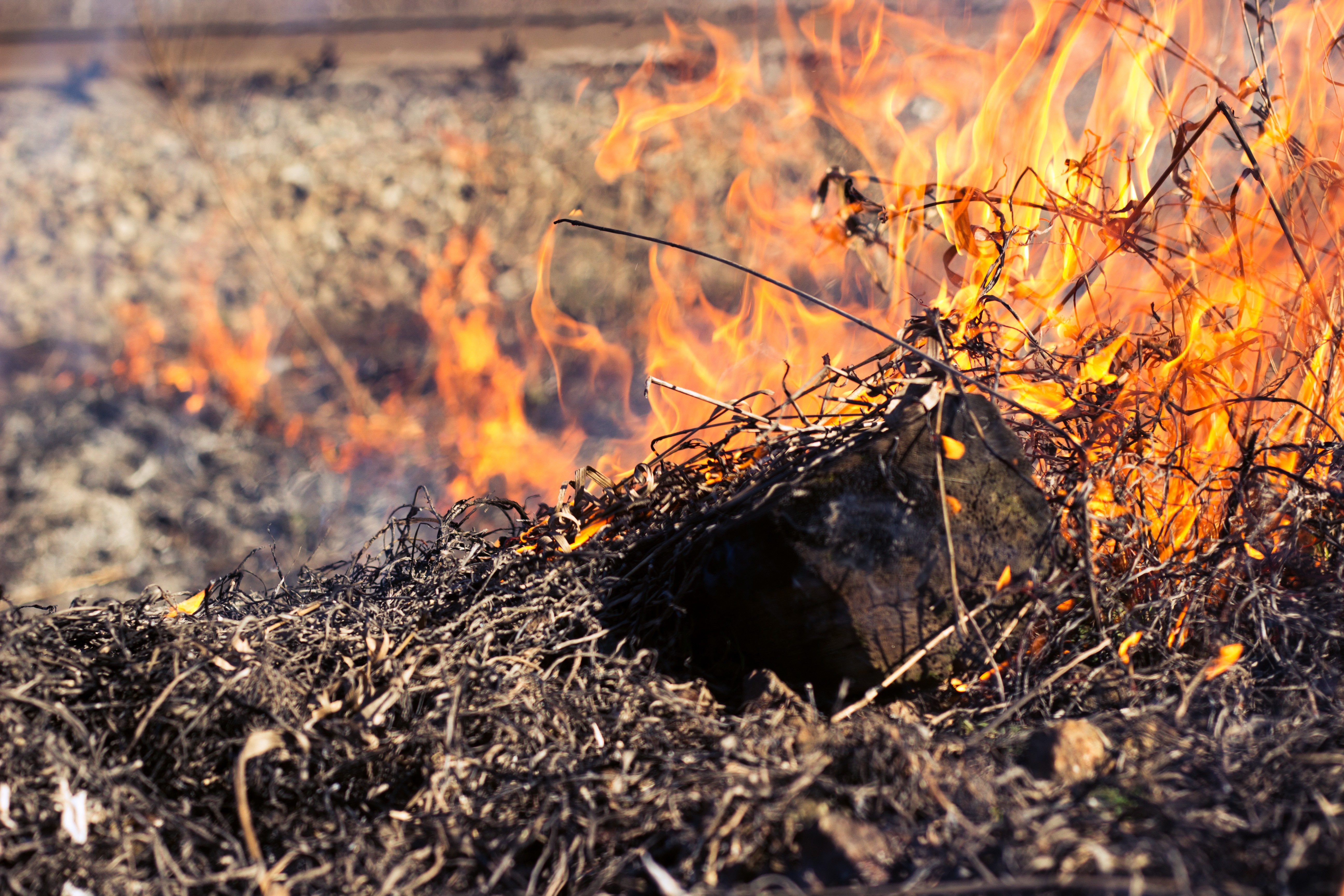 Dry grass and branches burning with flames HD Wallpaper