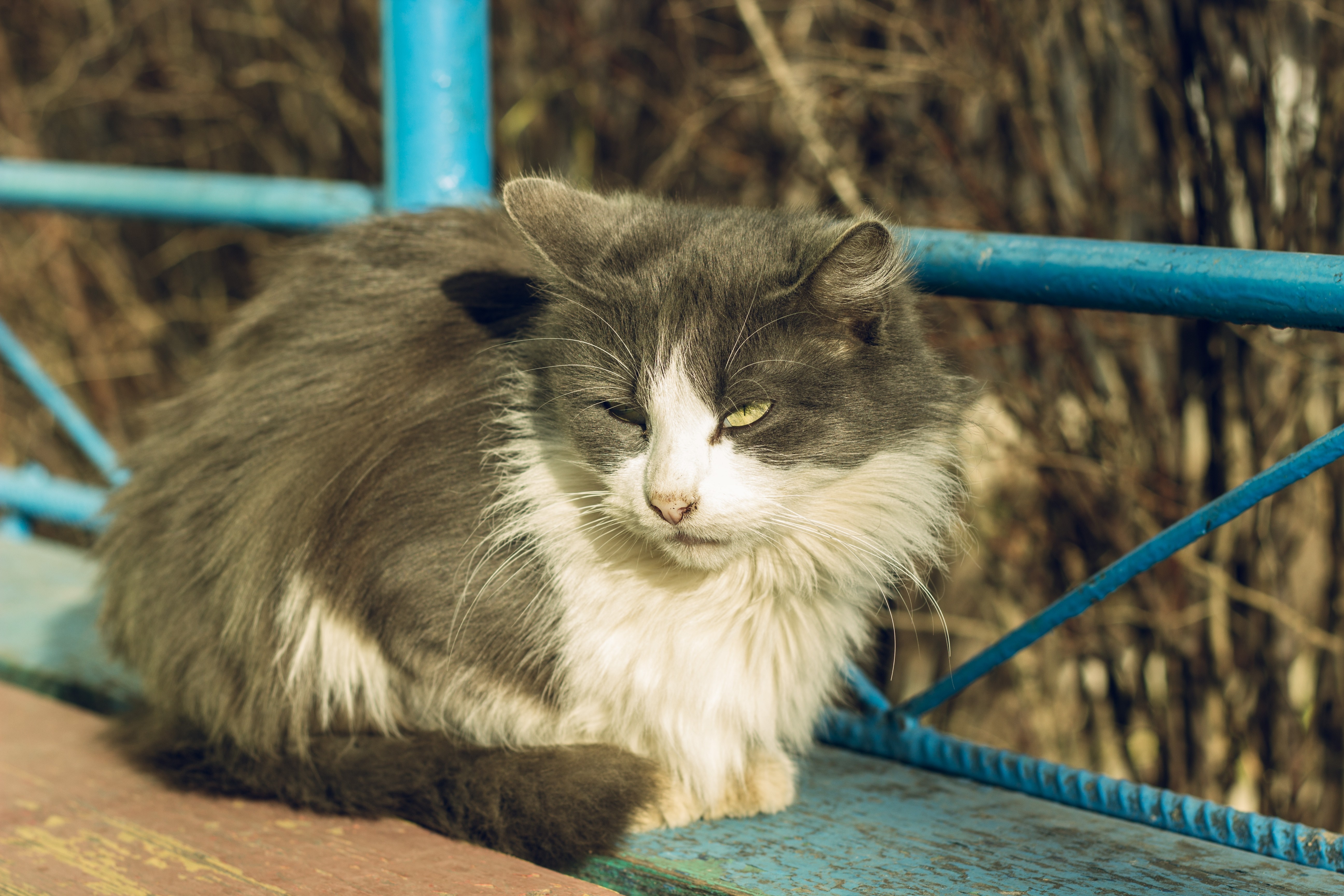 A fluffy grey and white cat sits on a bench HD Wallpaper