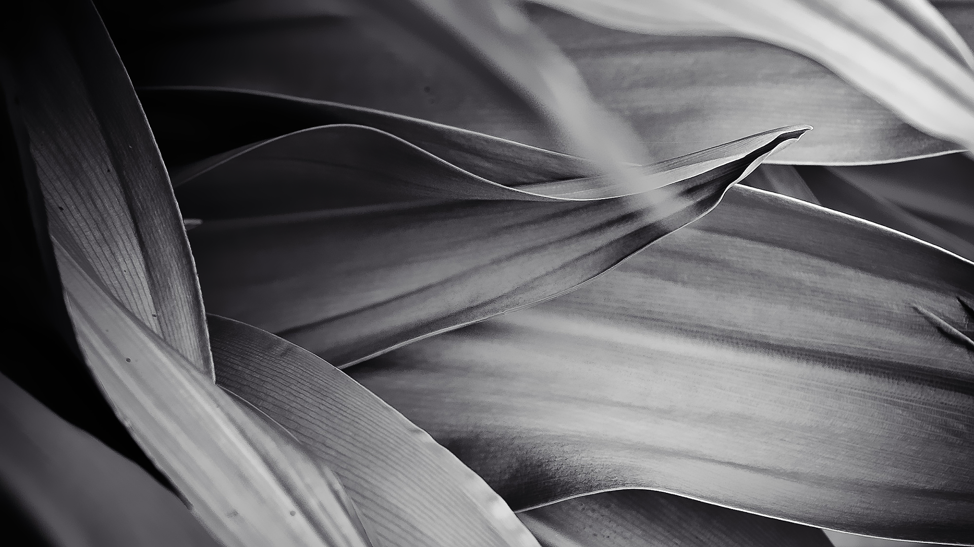 Monochrome close-up of overlapping leaves HD Wallpaper