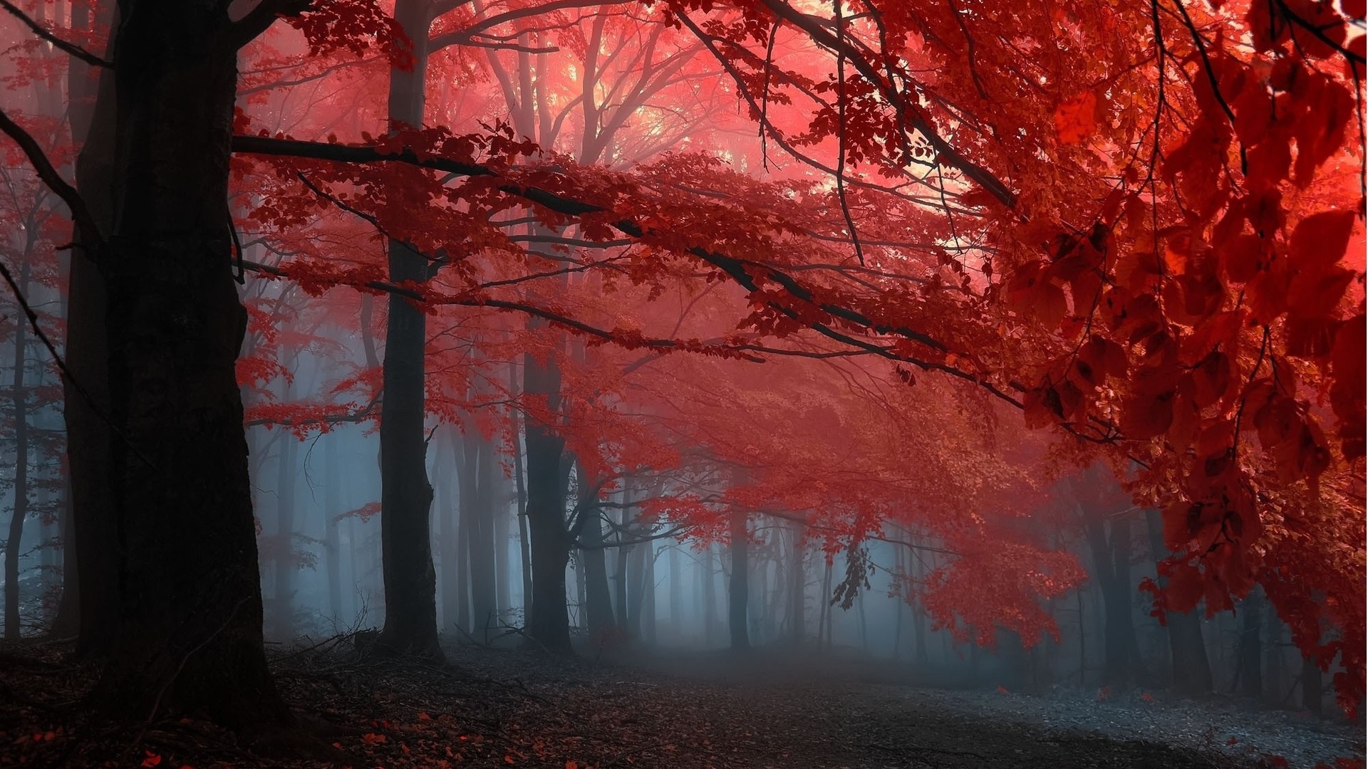 Red forest in mist during autumn HD Wallpaper
