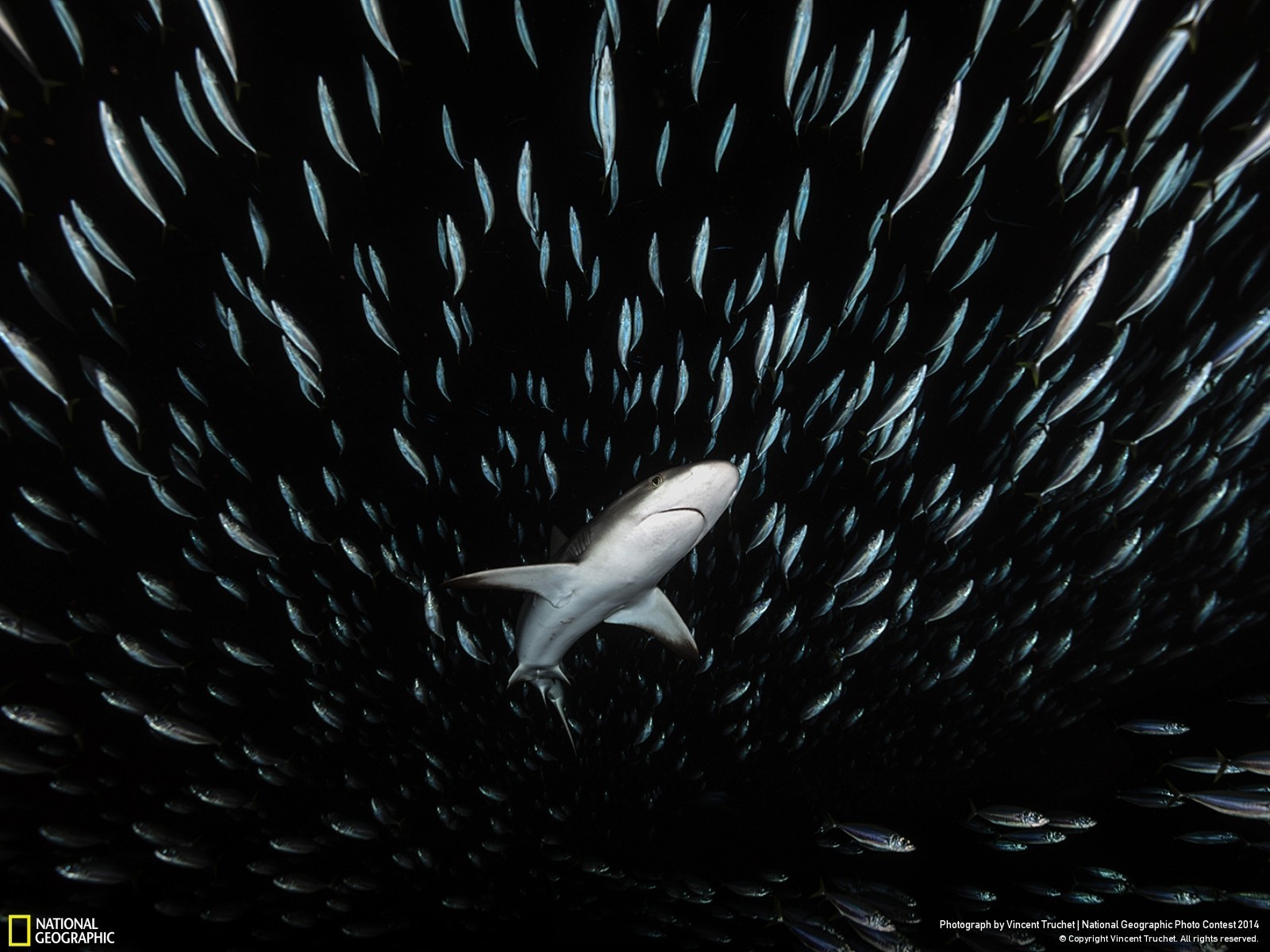 Shark swimming in a school of fish HD Wallpaper