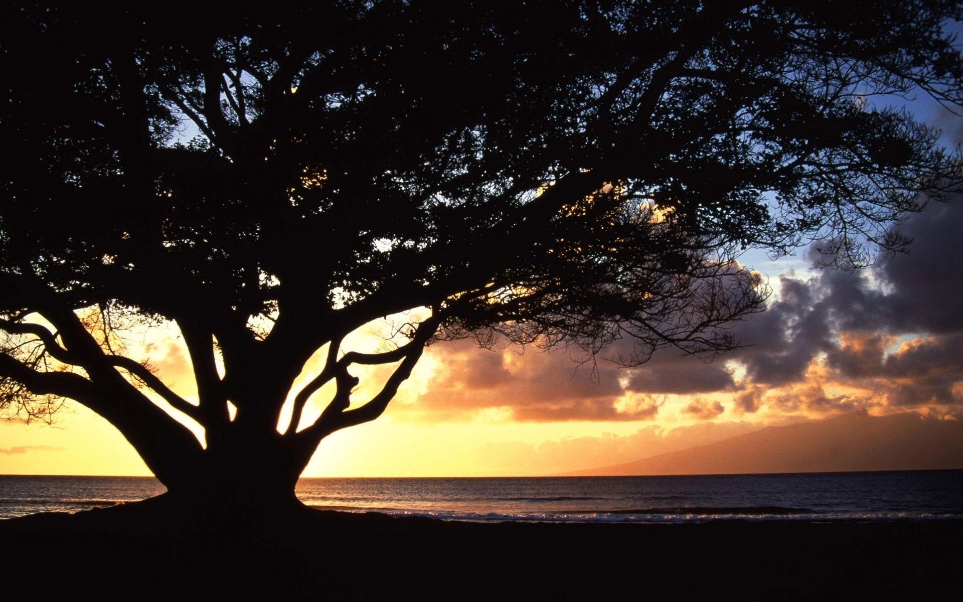 Silhouette of a large tree against a sunset over the ocean HD Wallpaper
