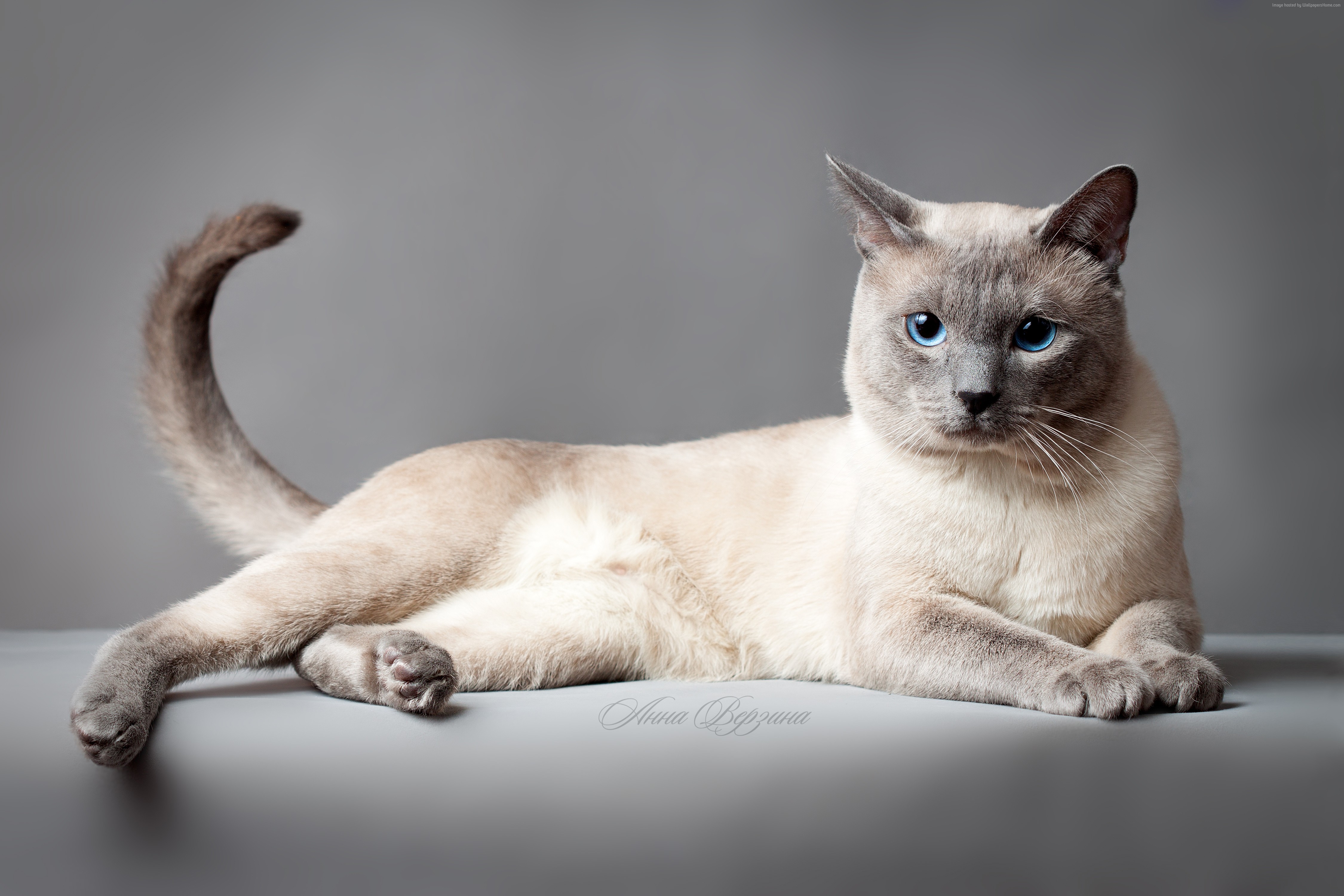 Siamese cat with blue eyes lying on a gray surface HD Wallpaper