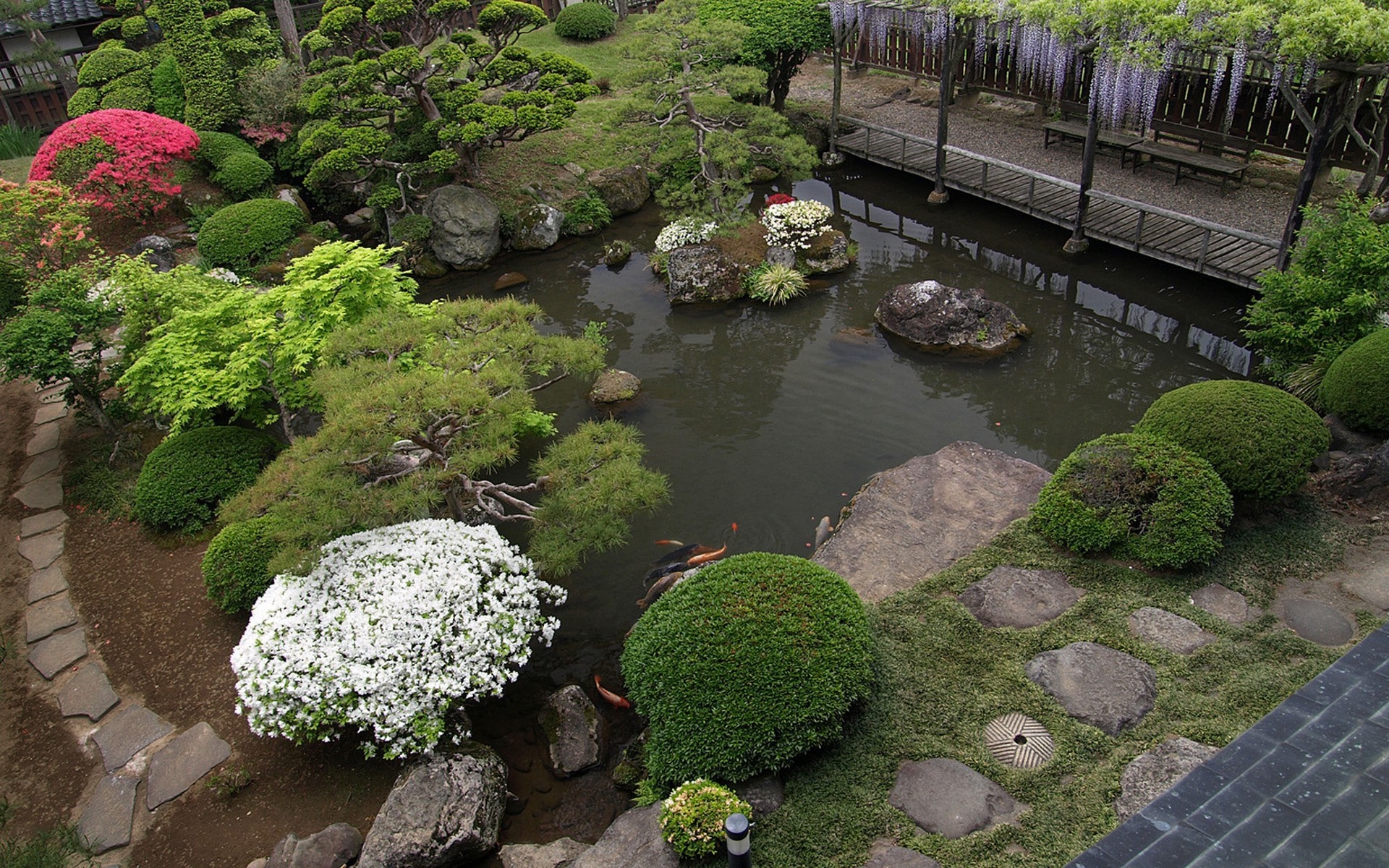 Japanese garden with pond, koi fish, and wisteria HD Wallpaper