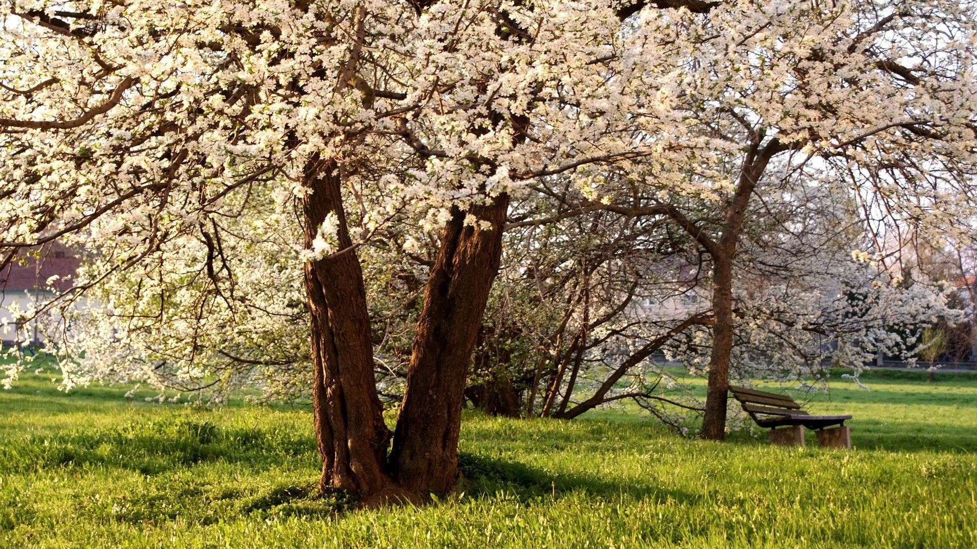 Blooming trees in a park with a bench HD Wallpaper