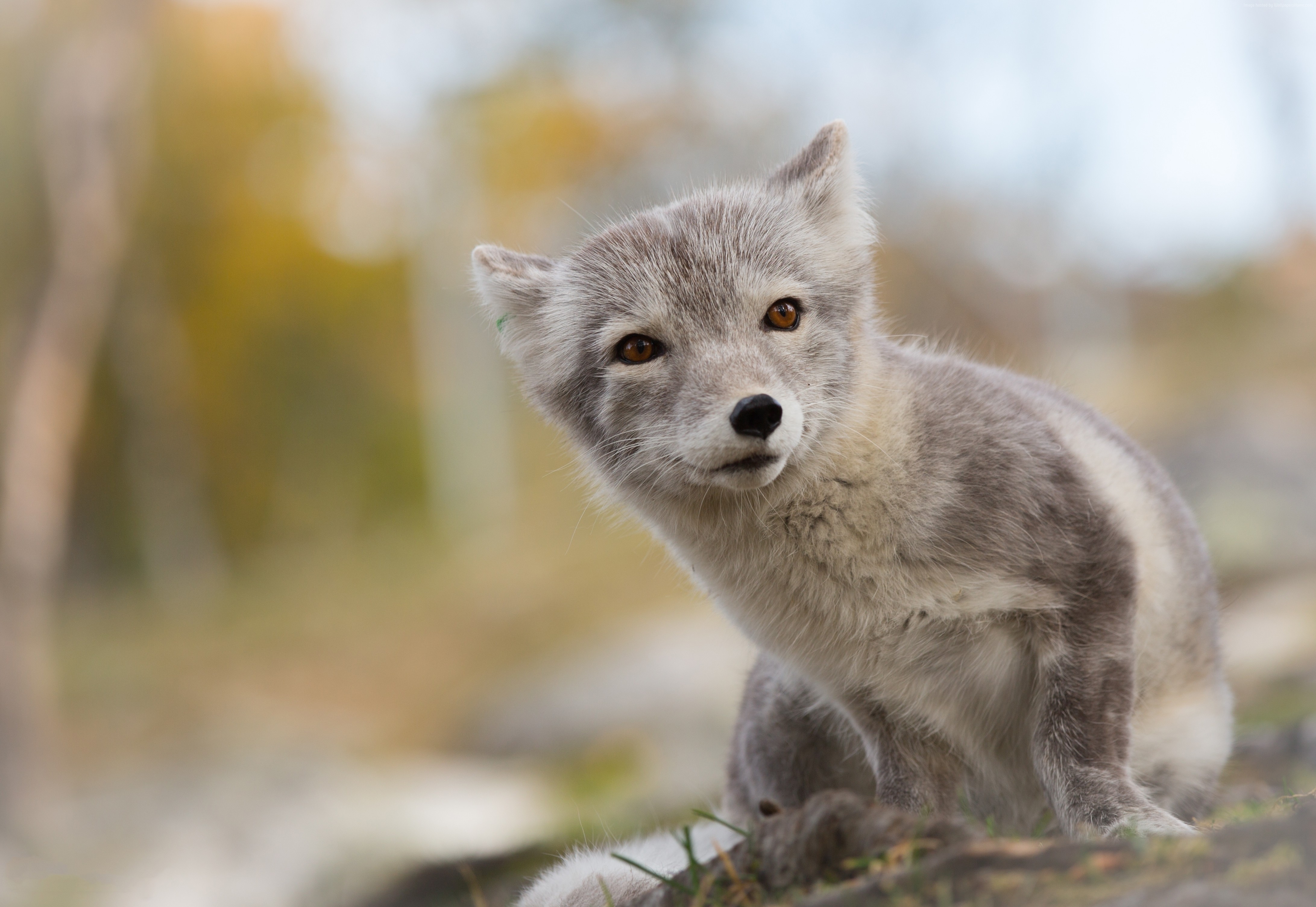 Arctic fox cub in natural habitat HD Wallpaper