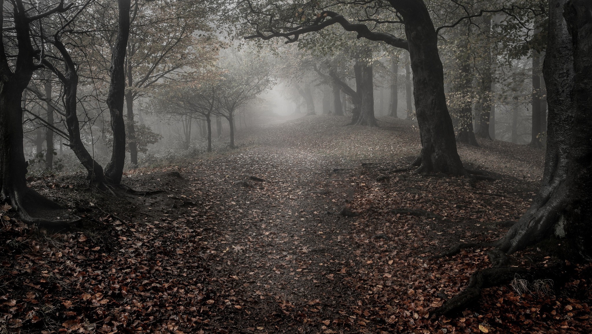 Misty forest path with fallen leaves HD Wallpaper