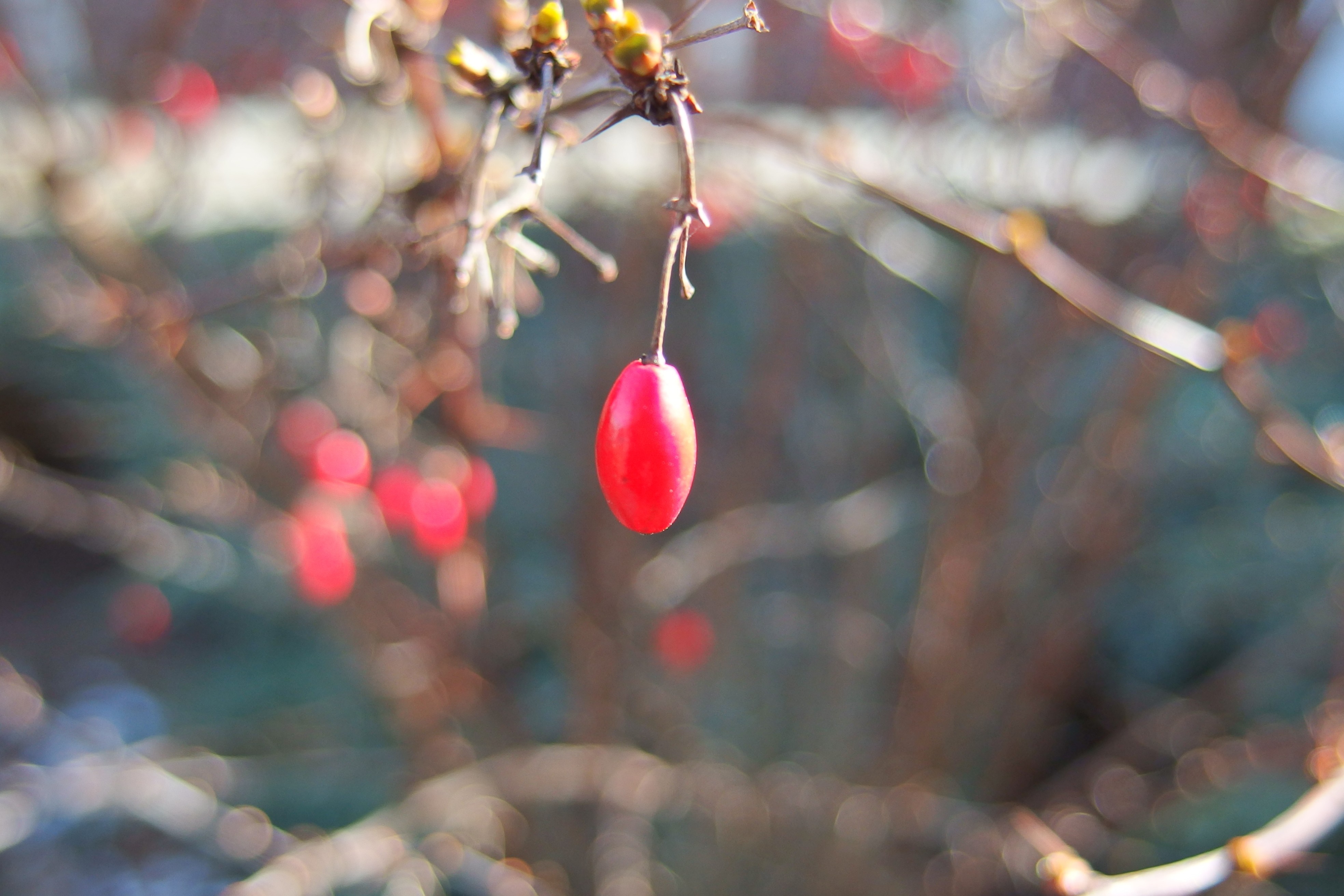Red berry hanging from a branch in winter HD Wallpaper