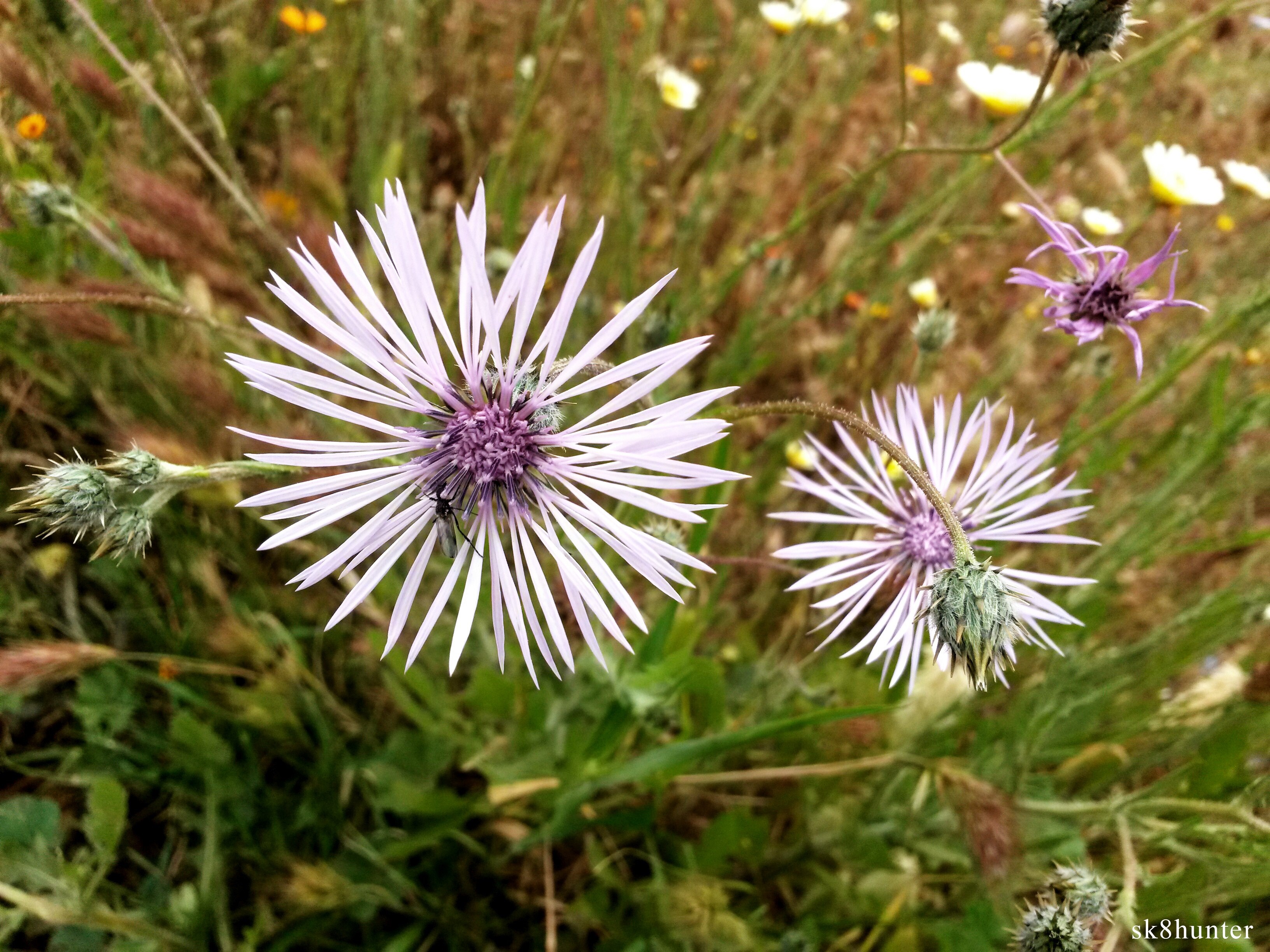 Close-up of a purple thistle wildflower in a meadow HD Wallpaper