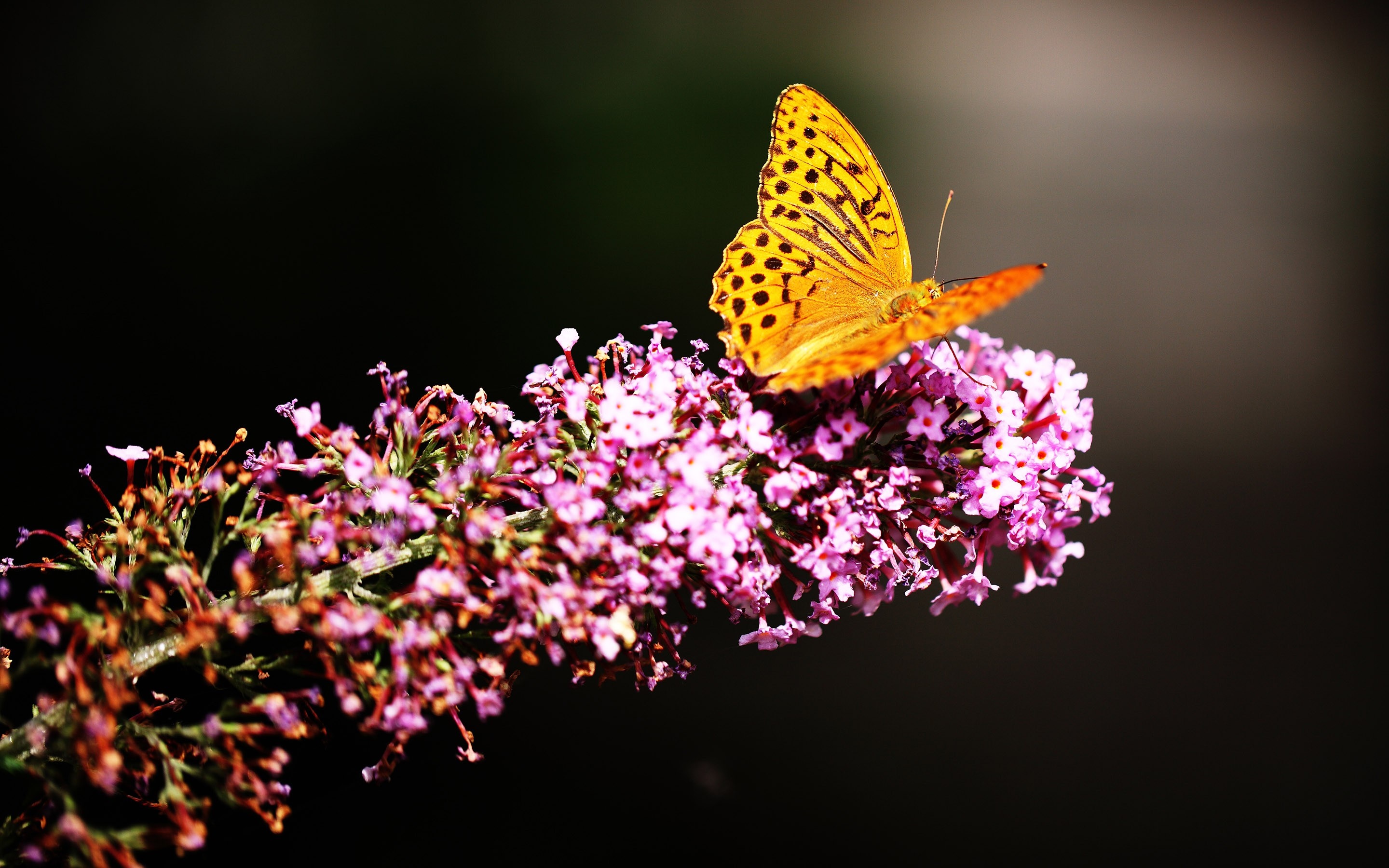 Orange butterfly on purple flowers HD Wallpaper