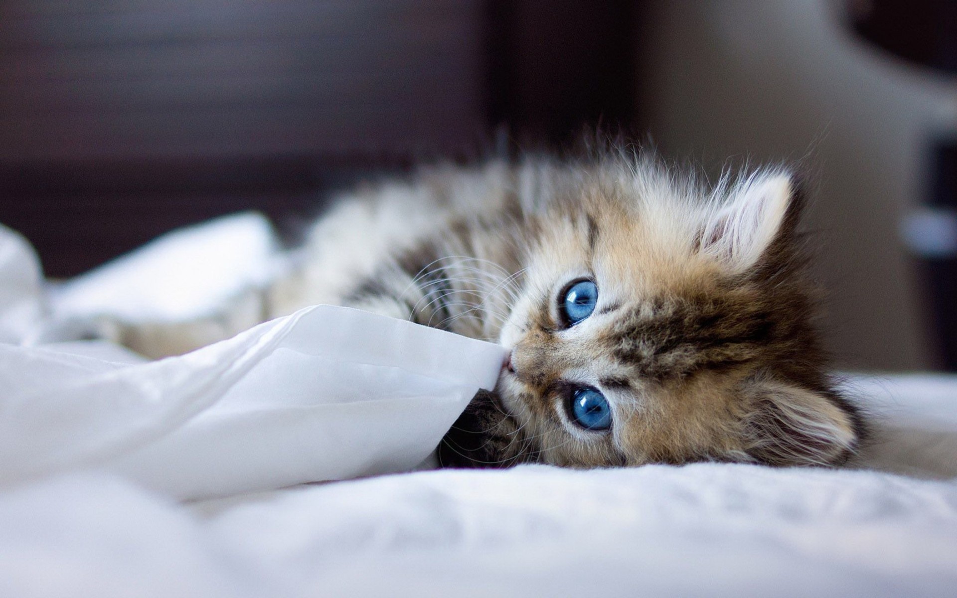 Kitten with blue eyes biting a white cloth HD Wallpaper