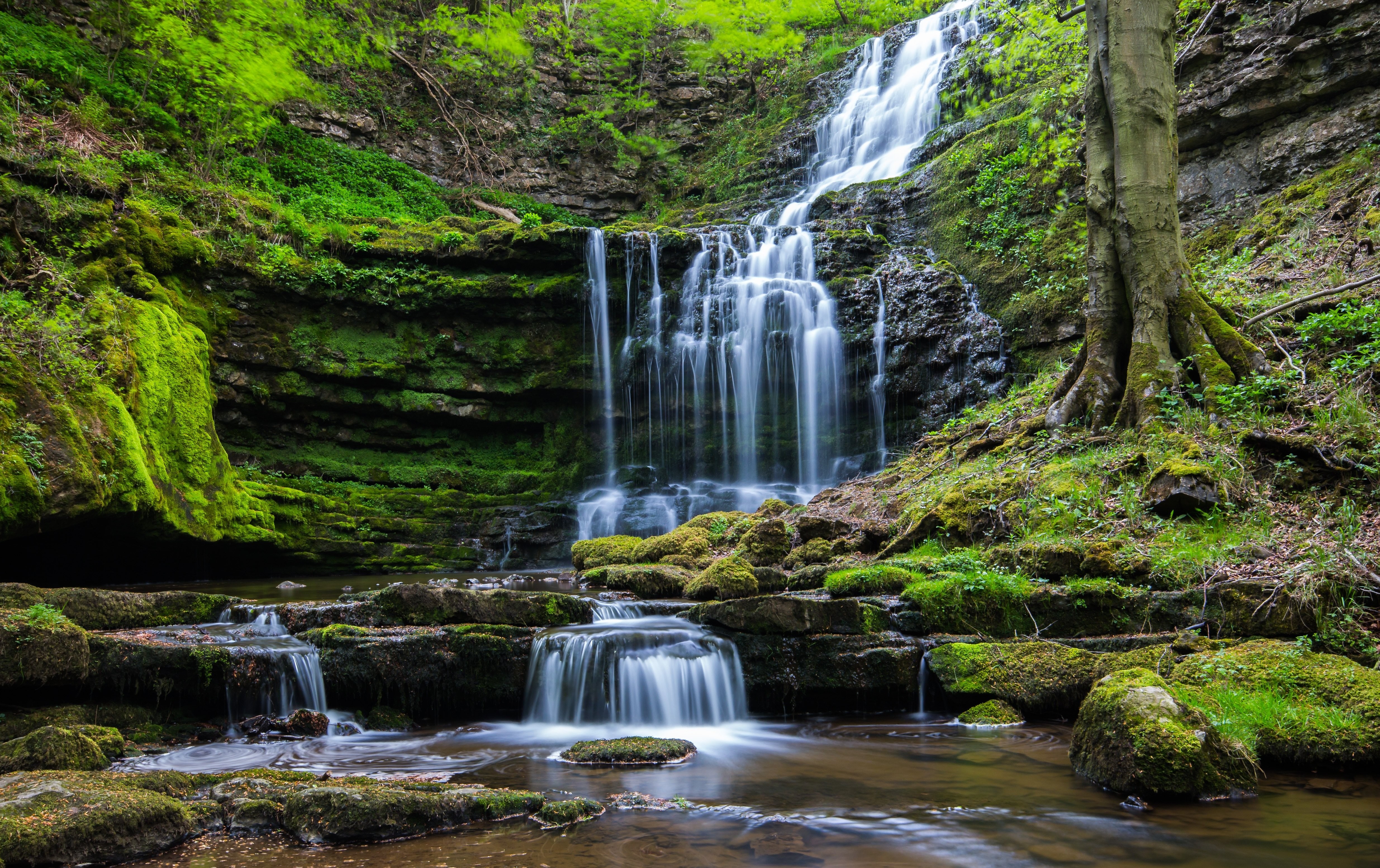 Waterfall cascading through a moss-covered forest HD Wallpaper