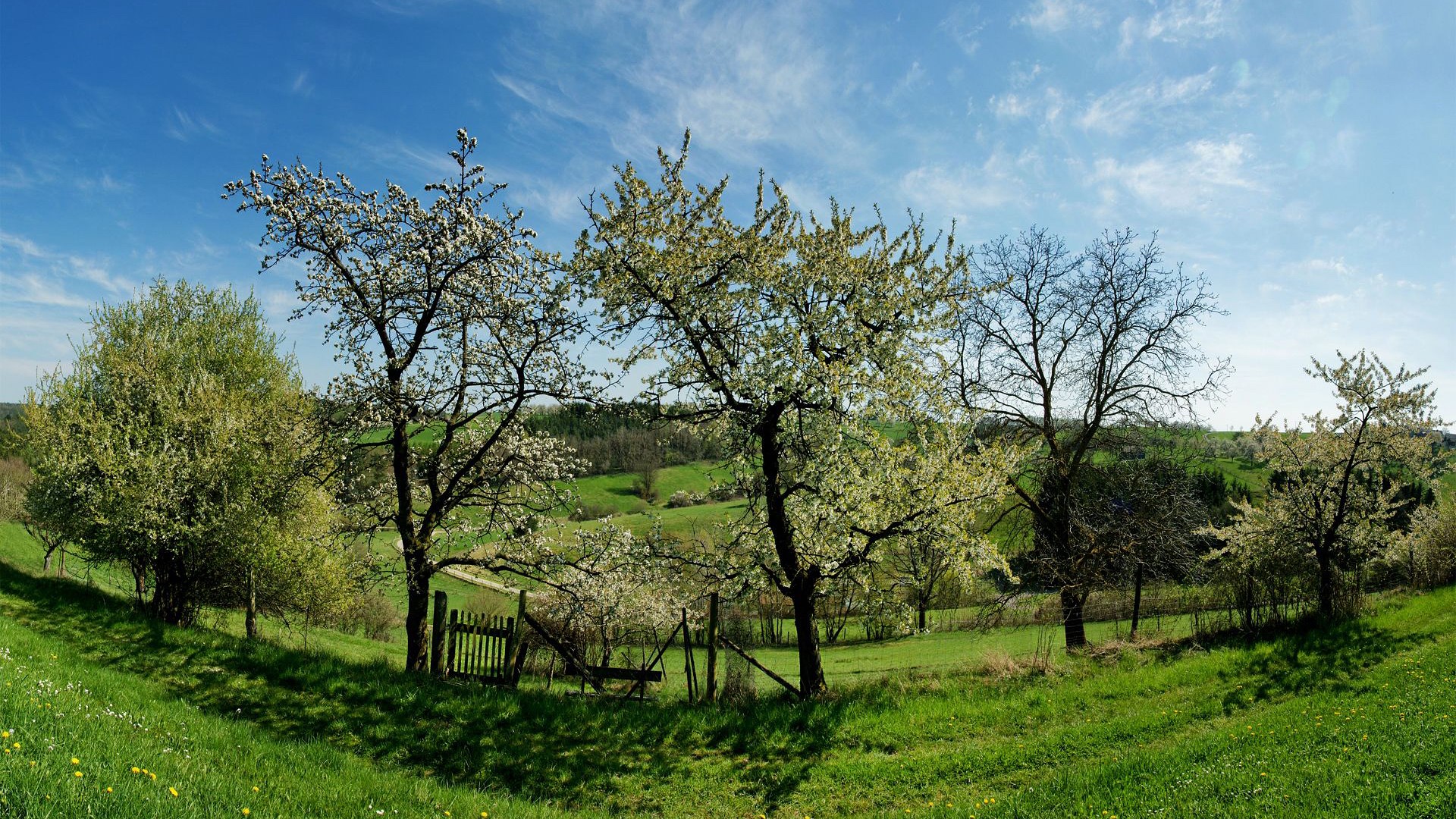Panoramic view of a spring landscape with blooming trees HD Wallpaper