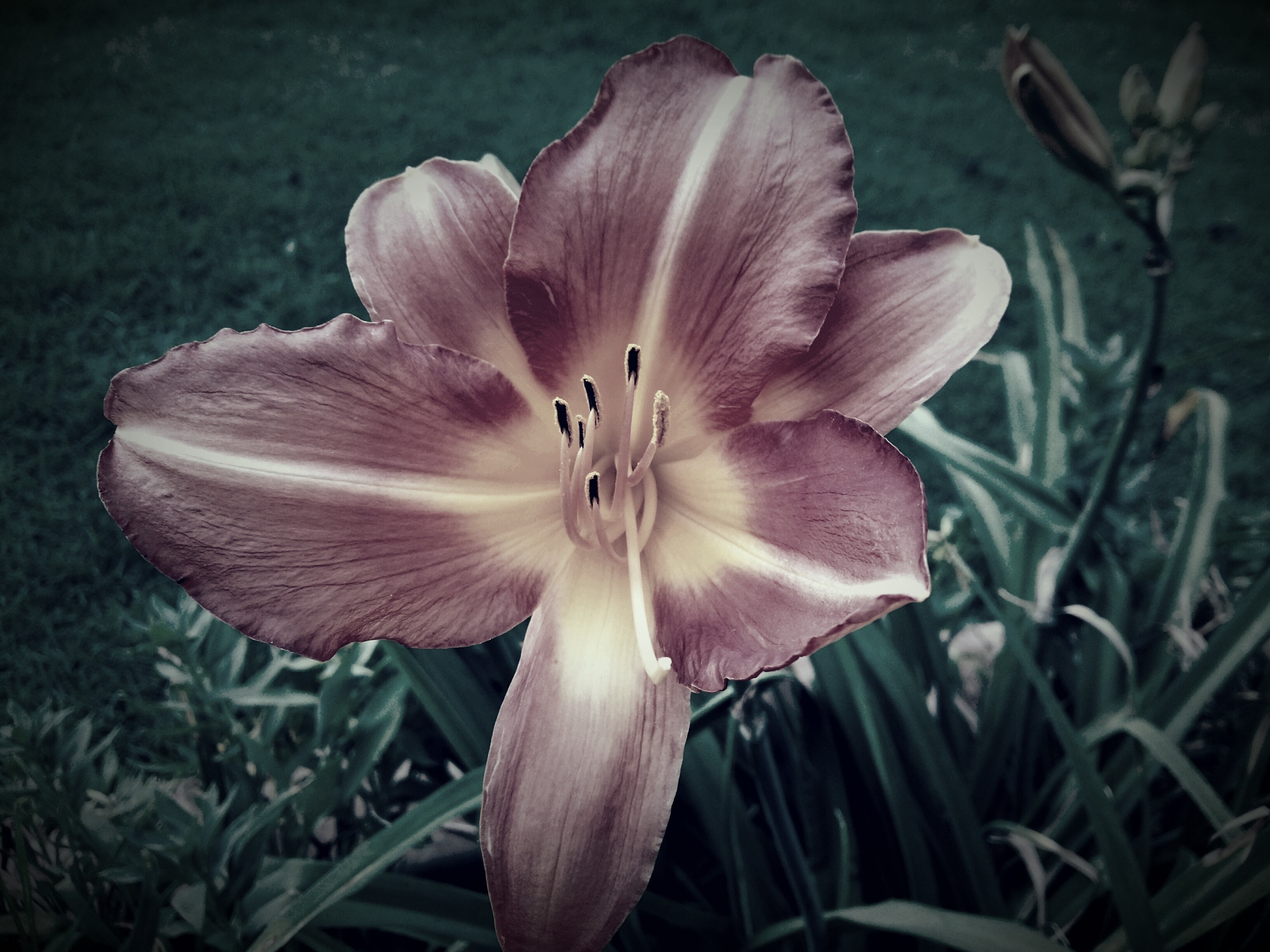 Close-up of a purple and yellow daylily flower HD Wallpaper