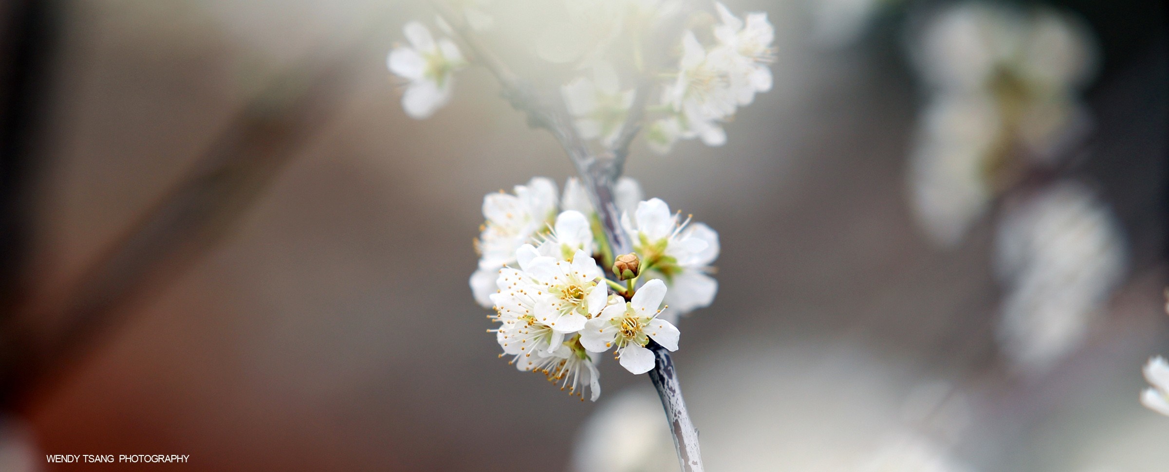 Close up of white cherry blossoms on a branch HD Wallpaper
