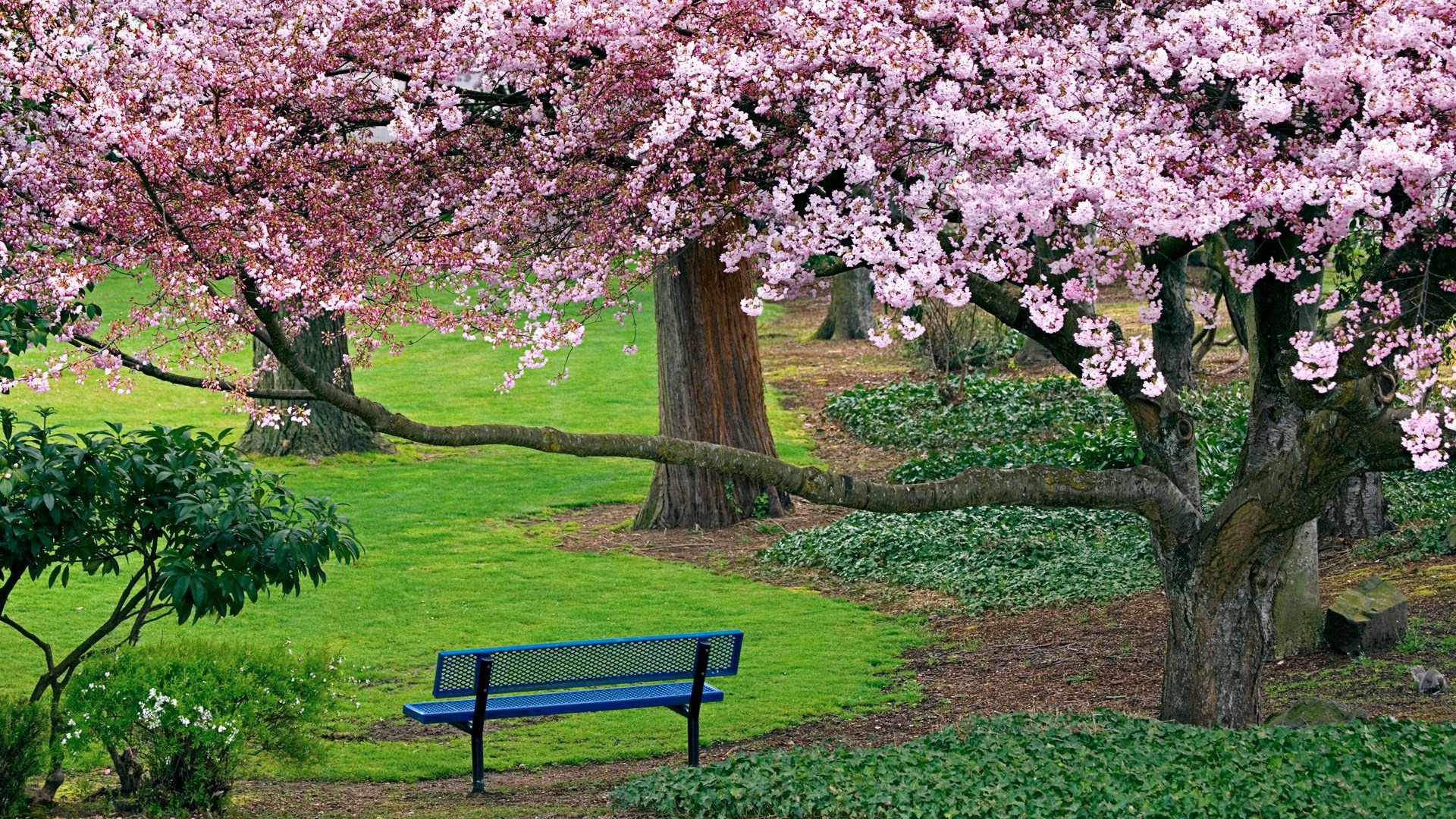 Park bench under blooming cherry blossom trees HD Wallpaper
