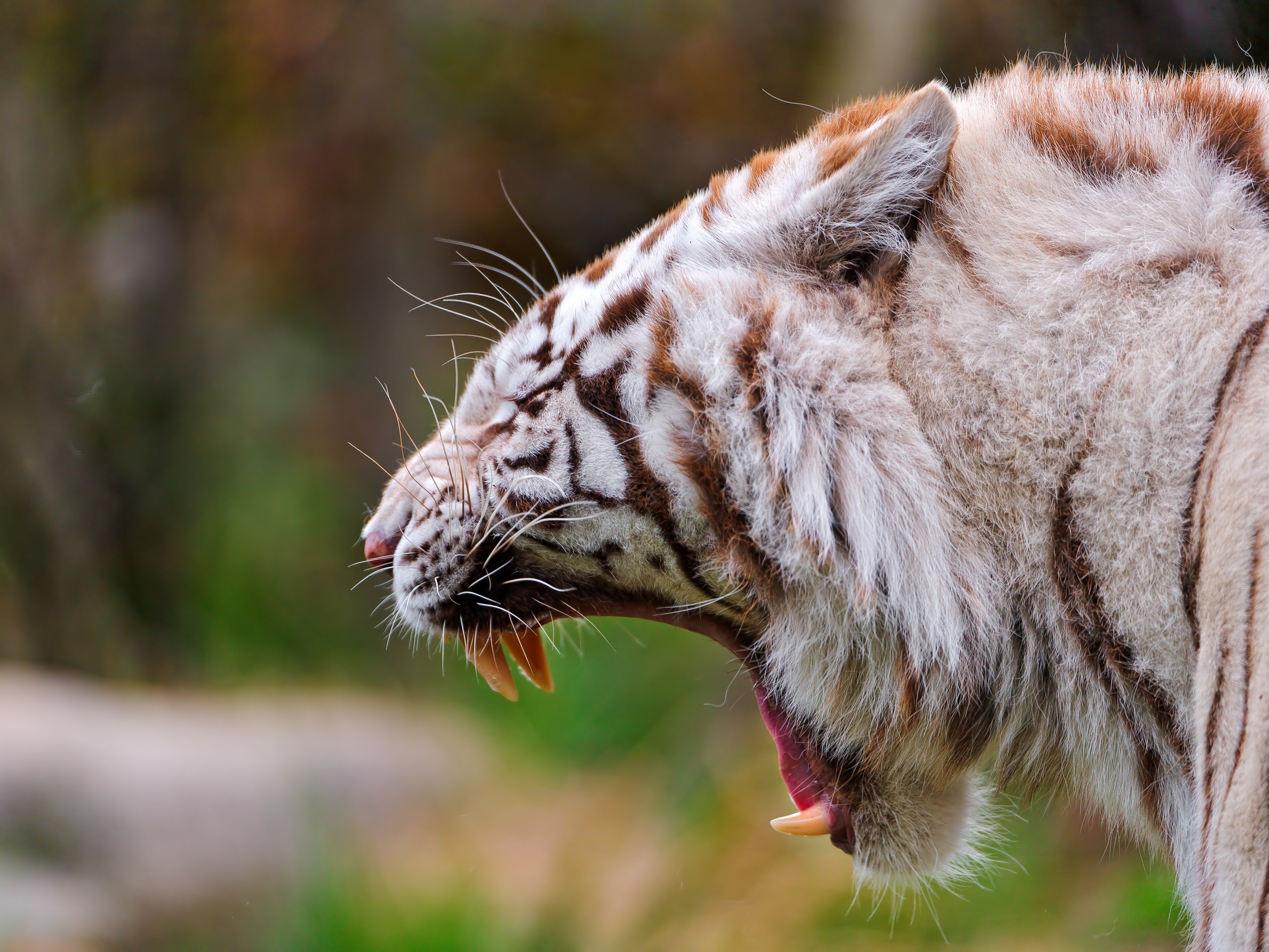 Close up of a white tiger yawning HD Wallpaper
