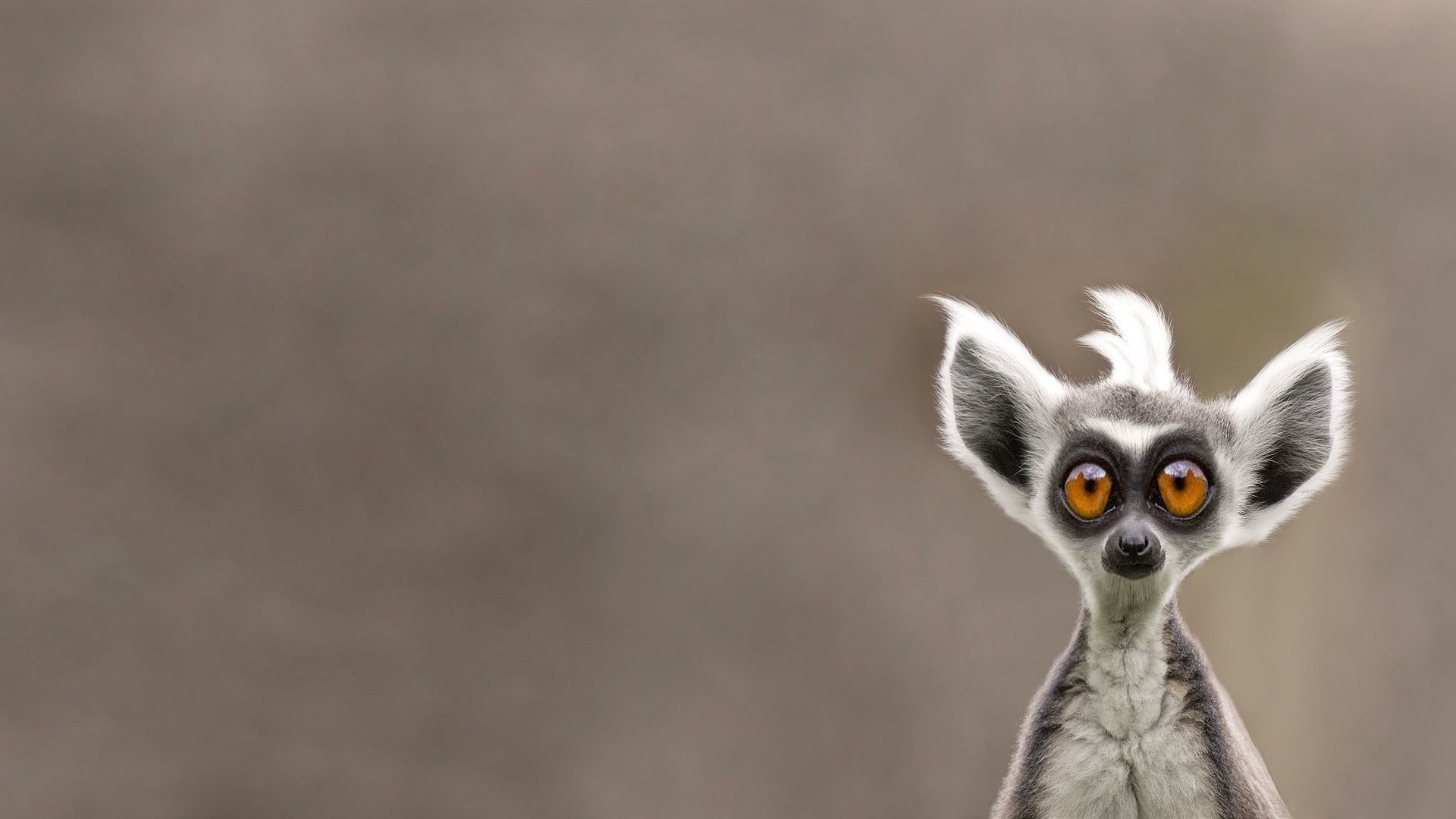 Close up of a Ring-tailed Lemur's face HD Wallpaper