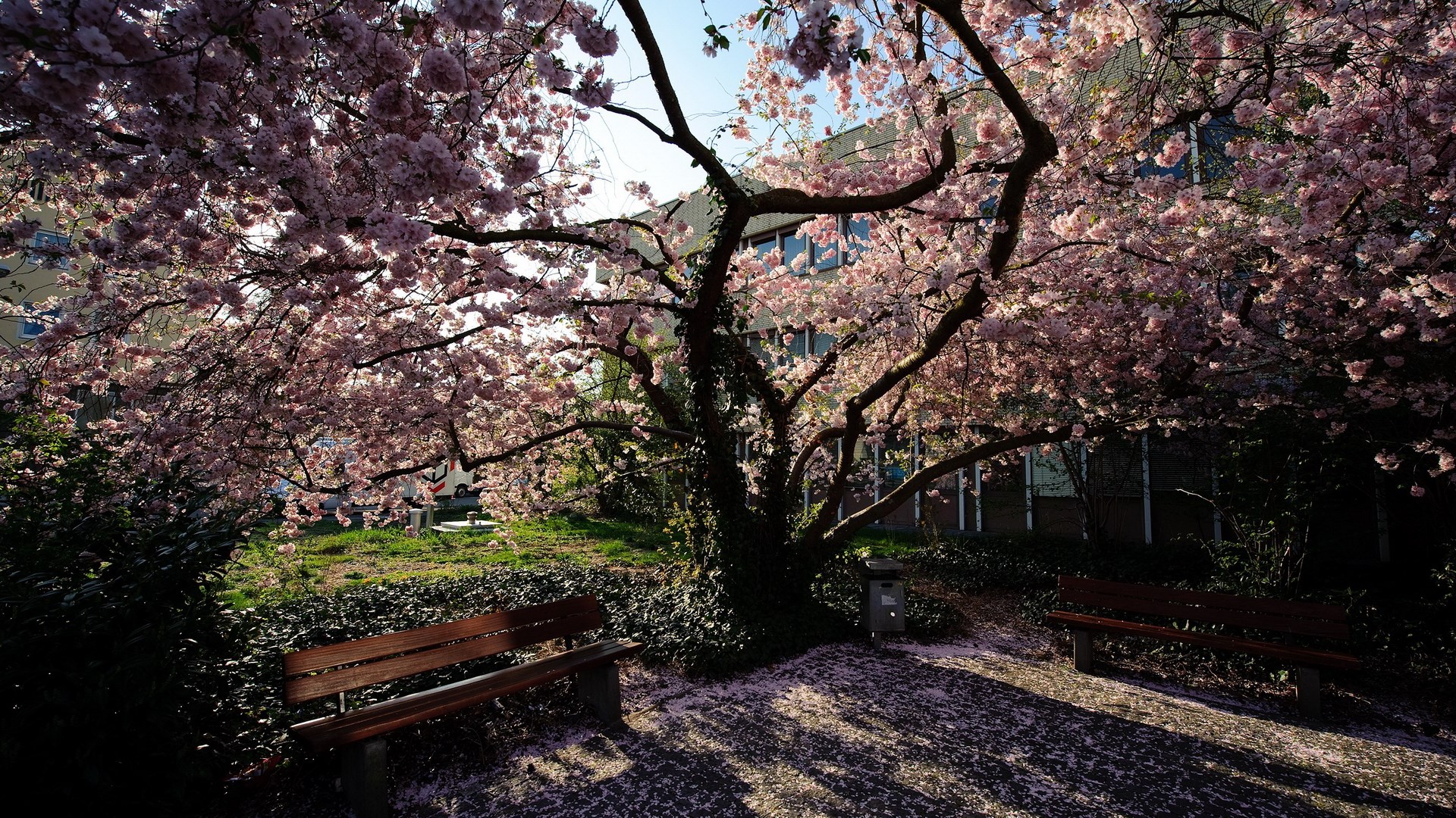 Cherry blossoms frame benches in a park HD Wallpaper