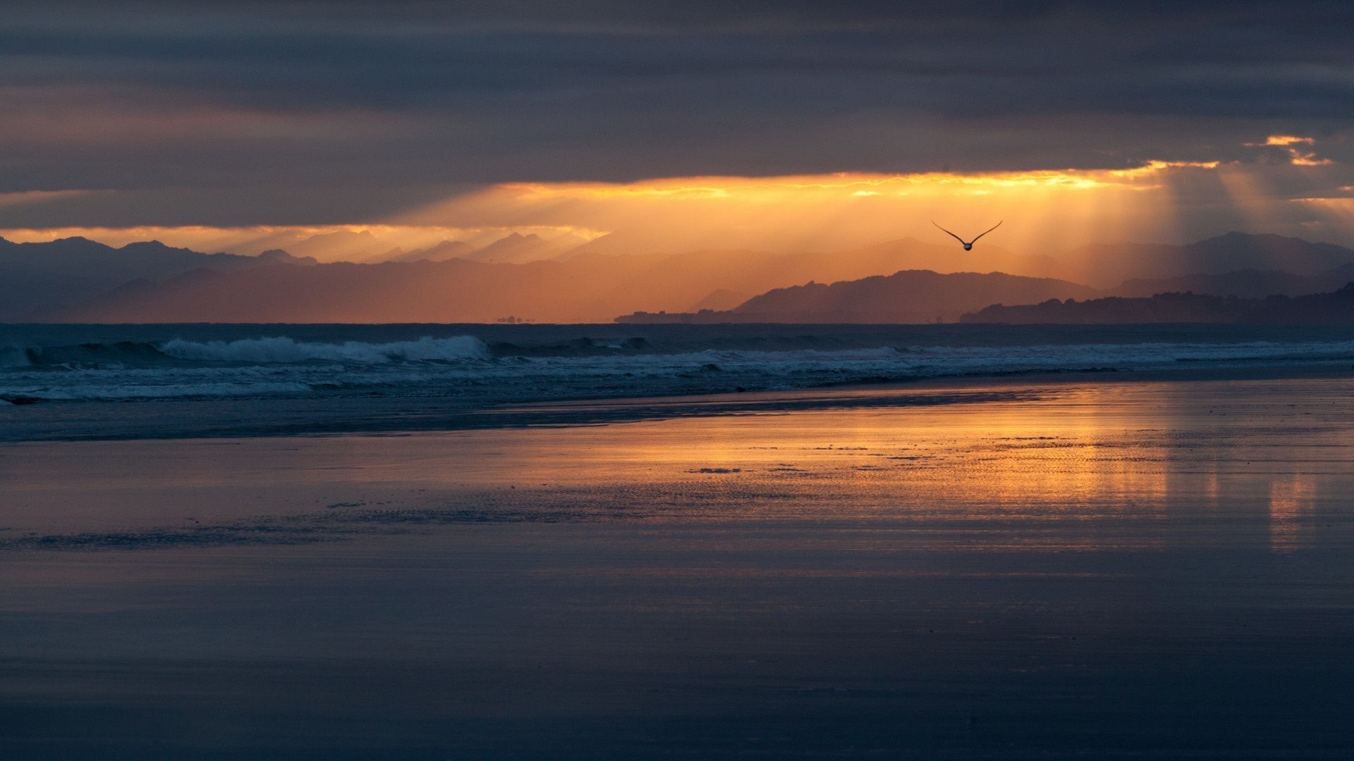 Sunset over the ocean with sunbeams and a bird HD Wallpaper