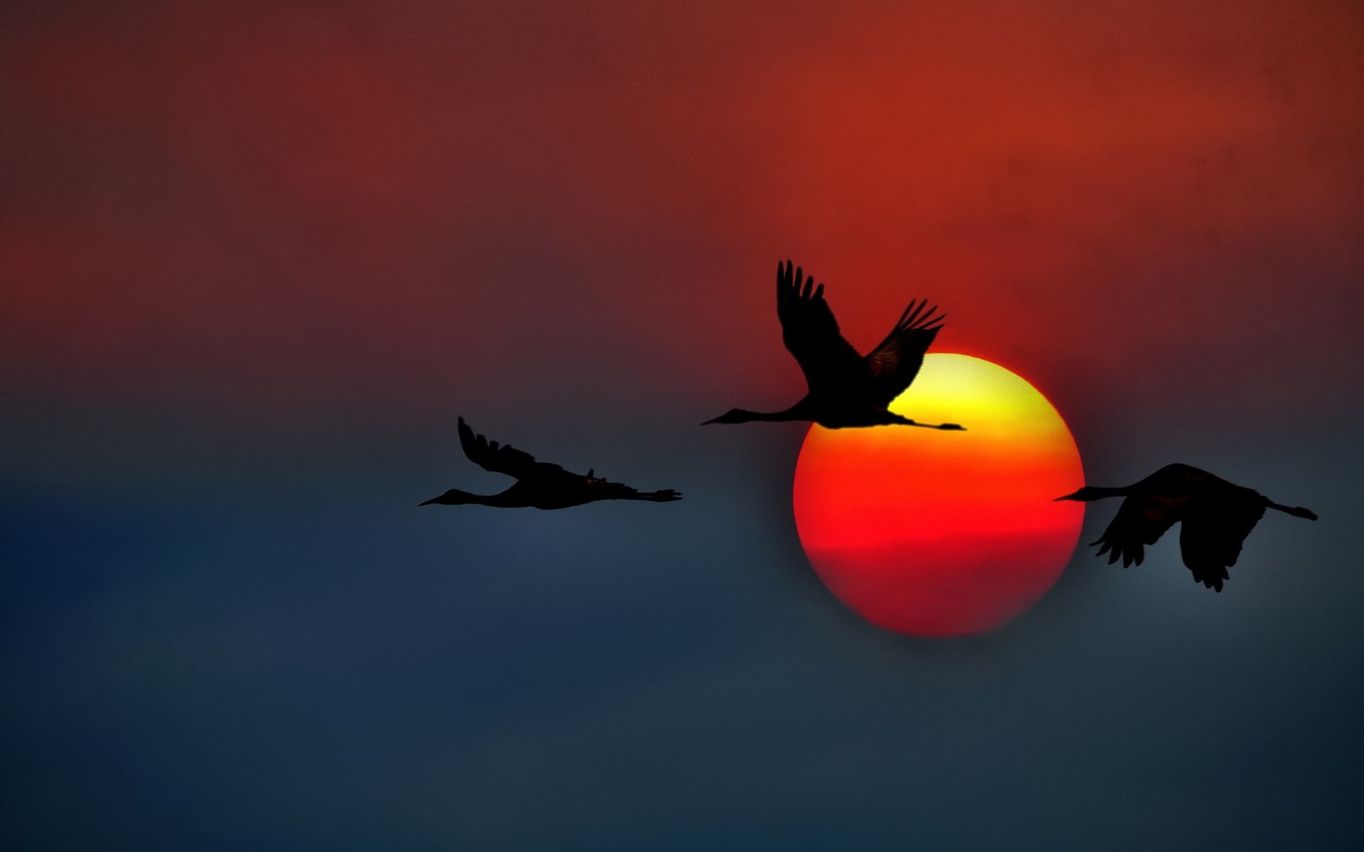 Silhouettes of birds flying against a sunset. HD Wallpaper