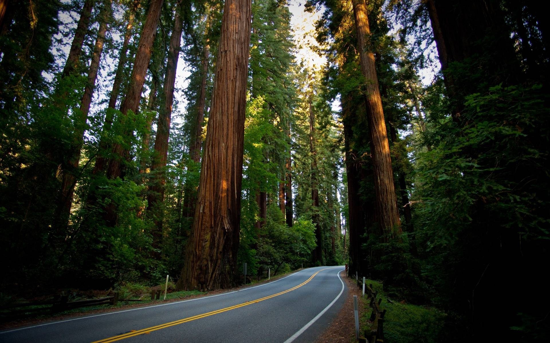 Road through a redwood forest with sunlight HD Wallpaper