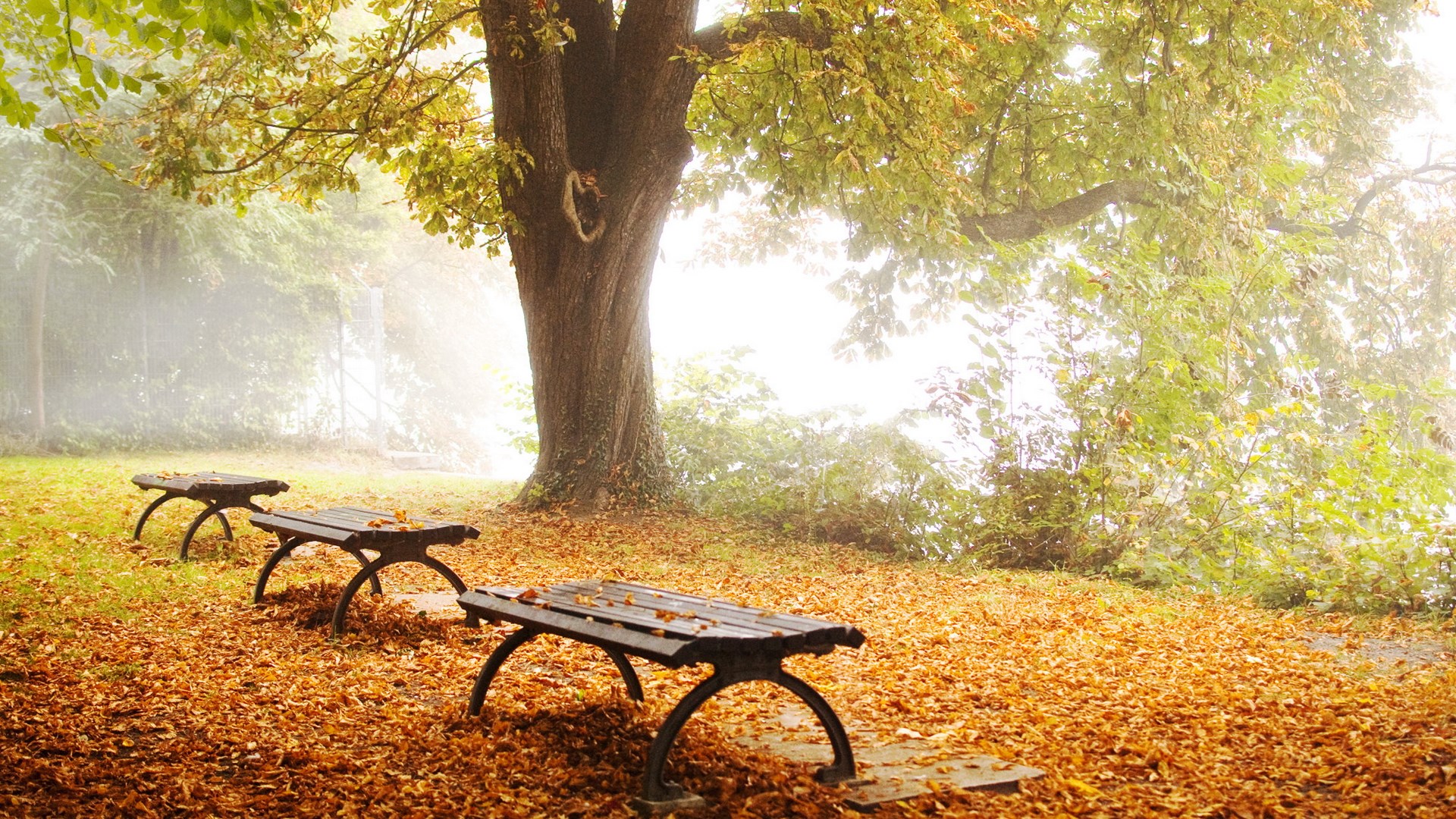 Autumn park with benches and fallen leaves HD Wallpaper