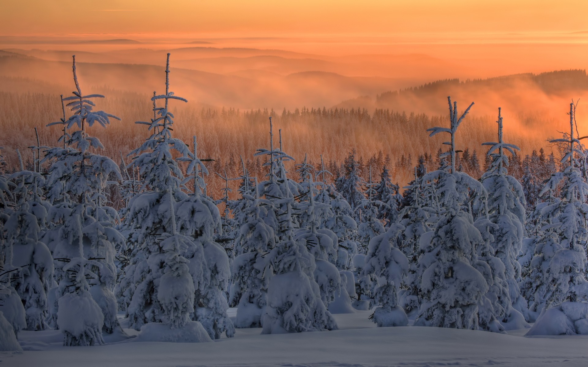 Snow-covered trees at sunset with misty mountains HD Wallpaper