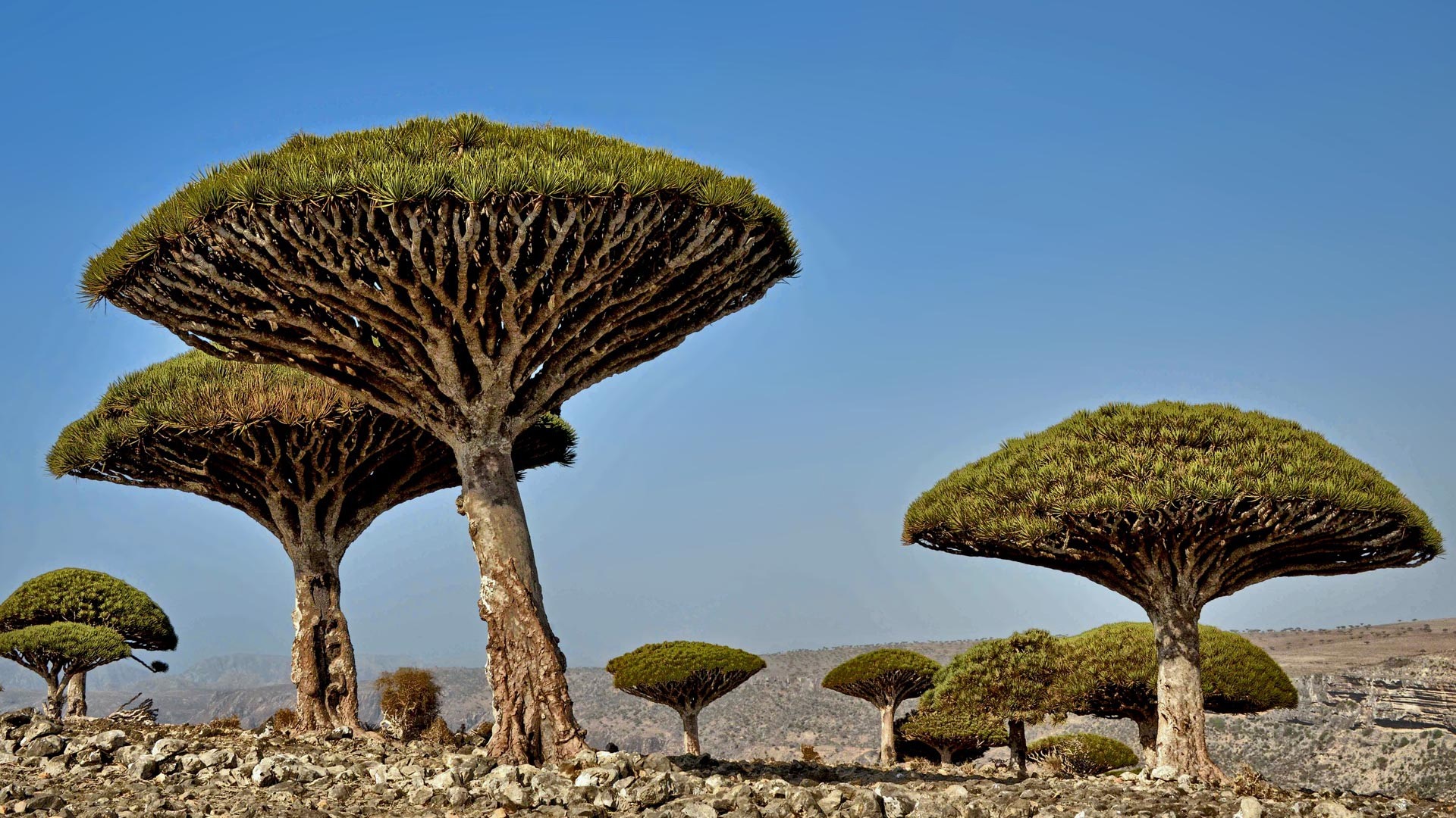 Dragon's Blood Trees on rocky terrain under a blue sky HD Wallpaper